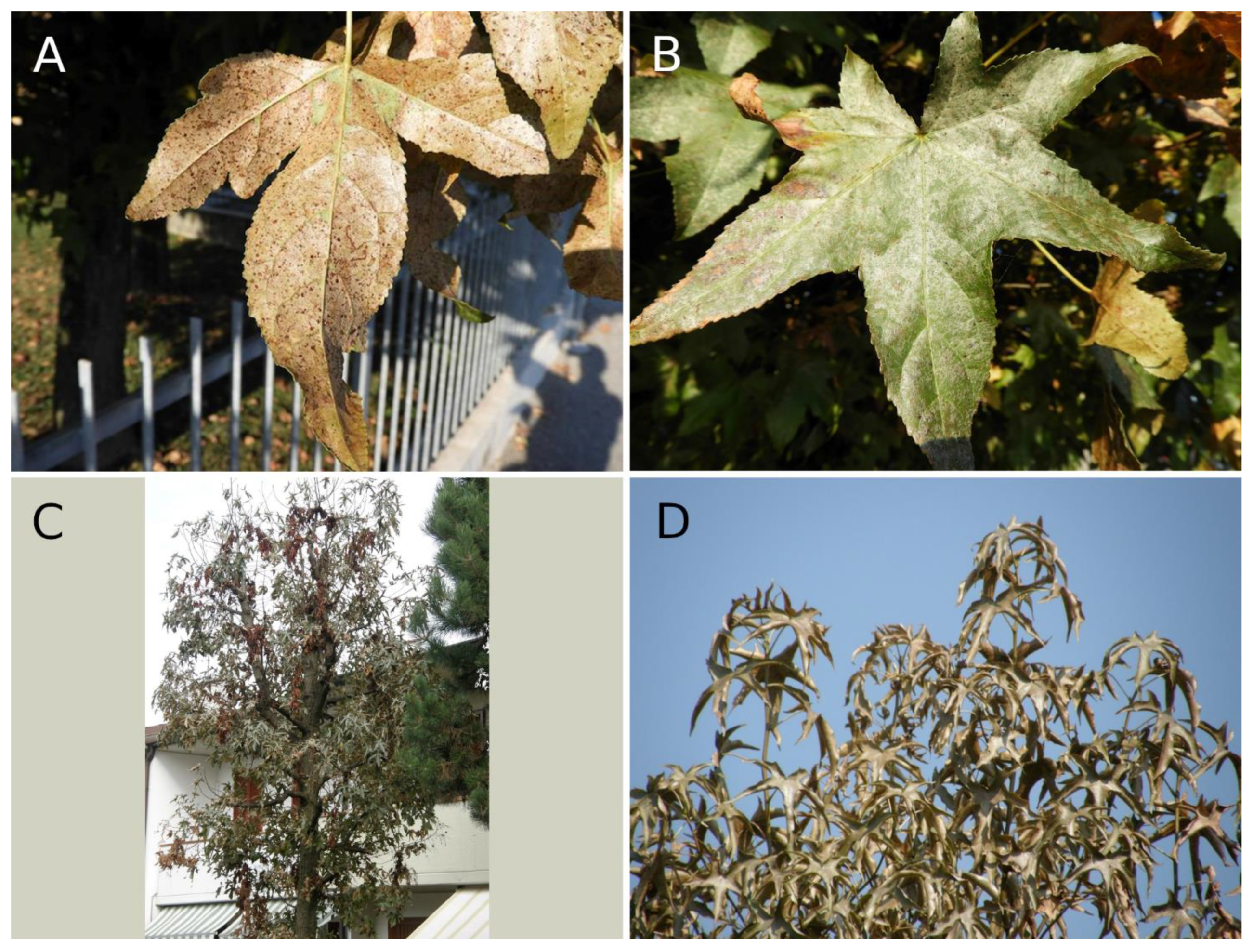 Forests 12 01484 g0a4 Forests 12 01484 g0a4