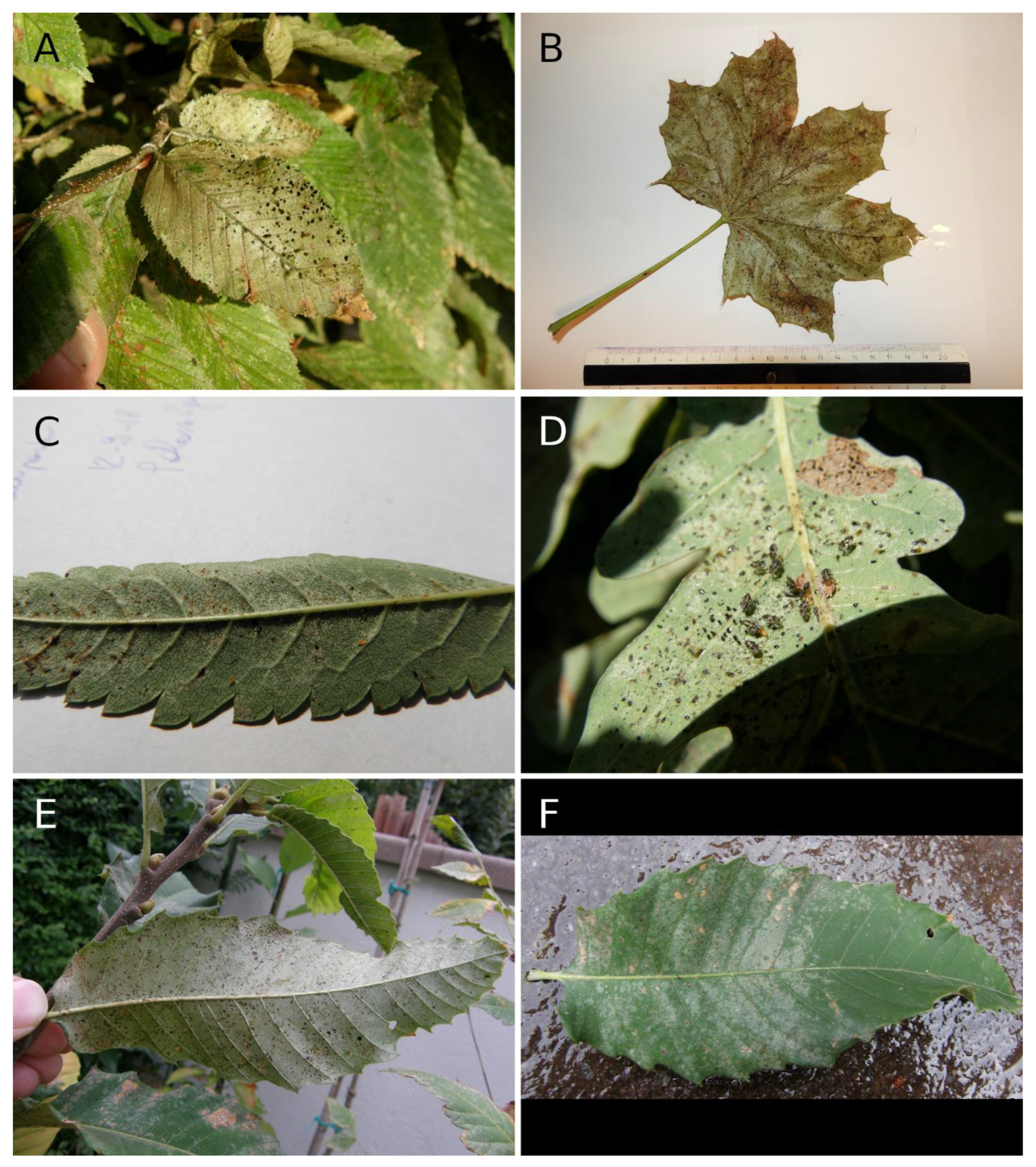 Forests 12 01484 g0a5 Forests 12 01484 g0a5