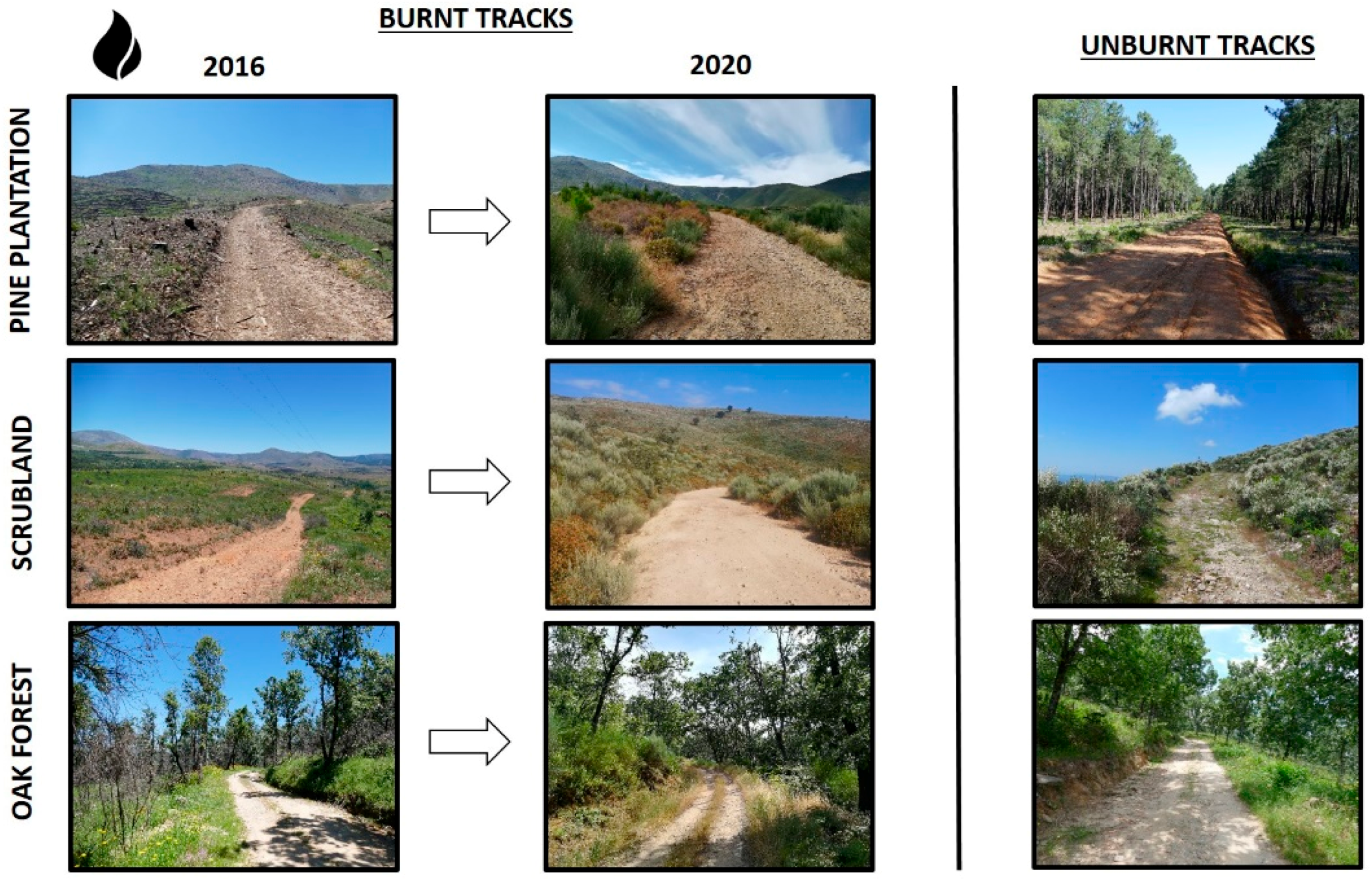 Forests 12 01487 g003