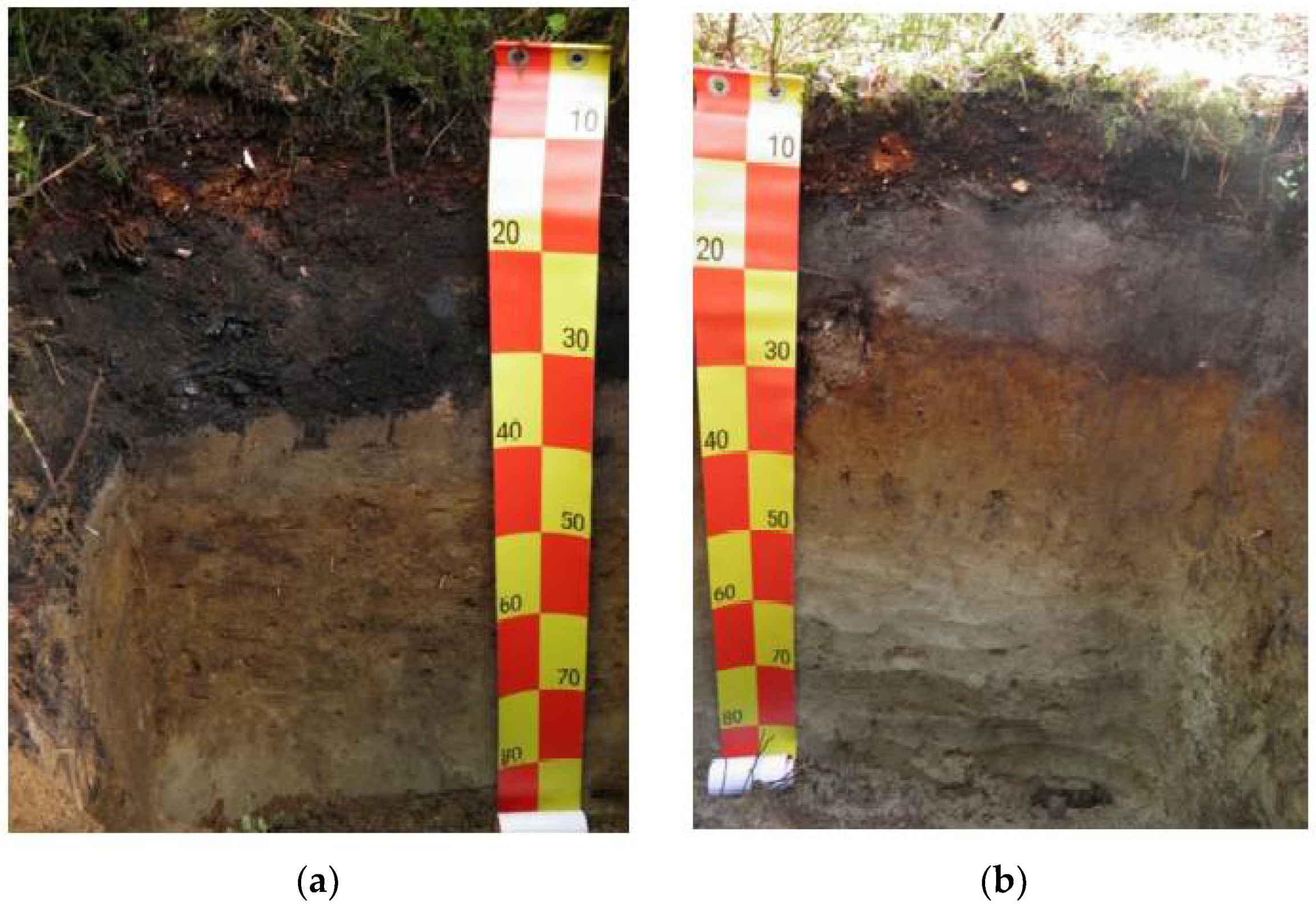 Forests 12 01488 g002
