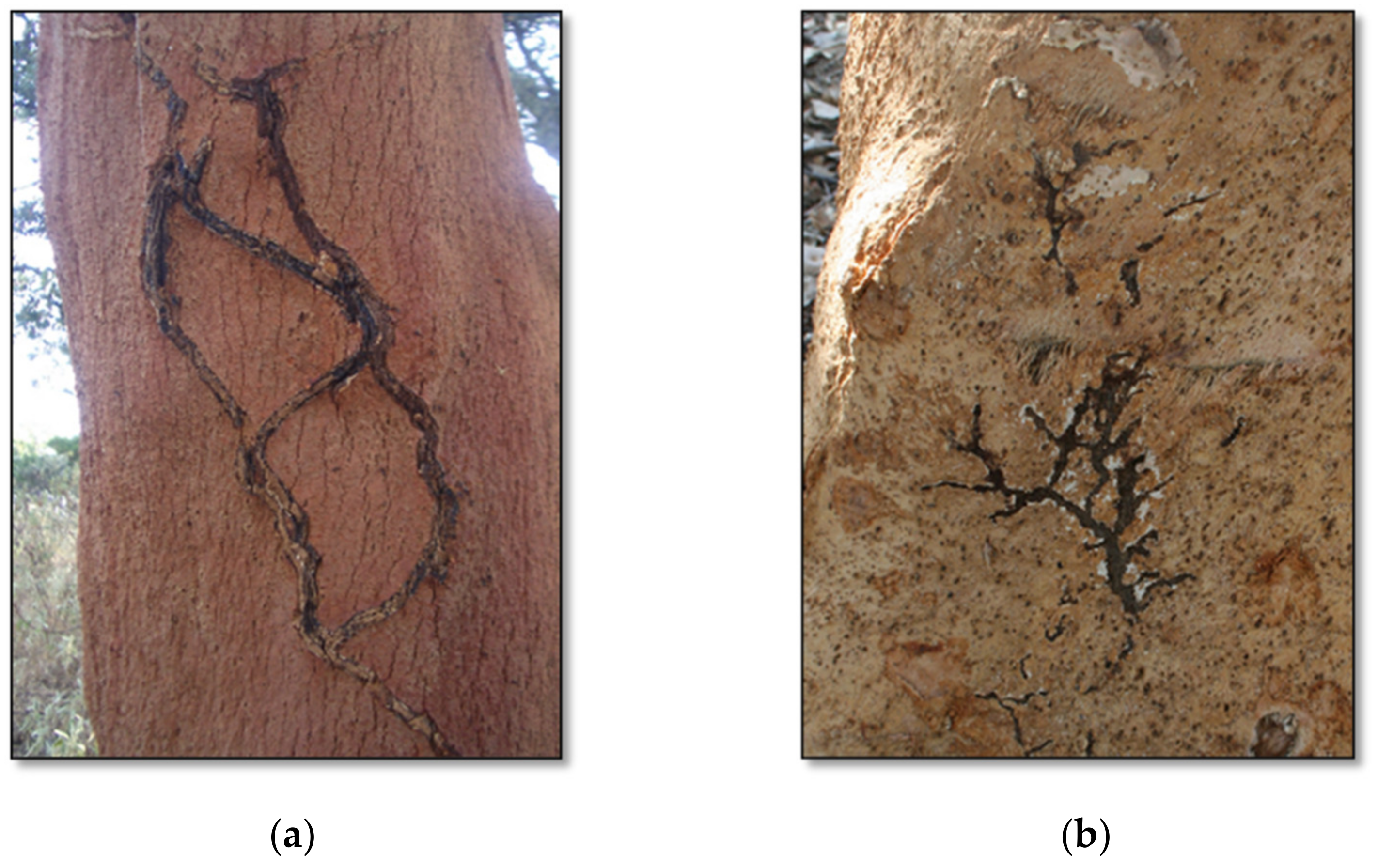 Forests 12 01501 g001 550