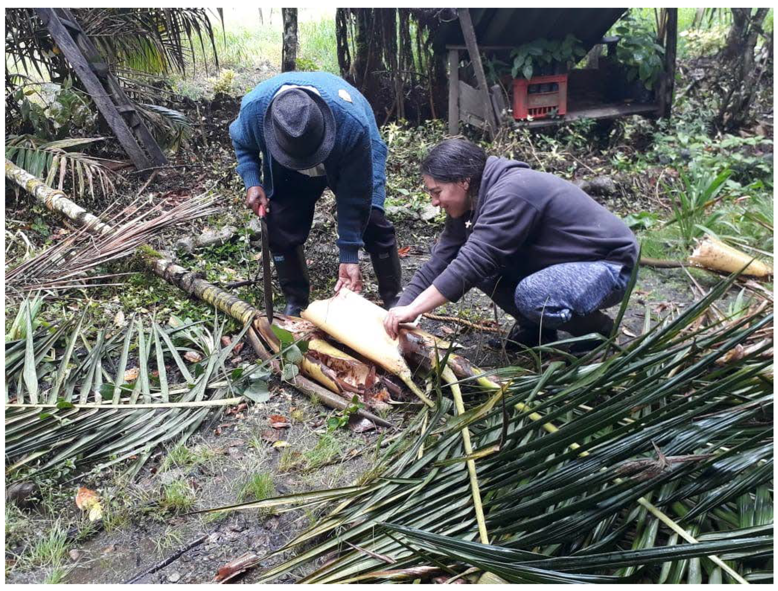 Forests 12 01503 g005 550