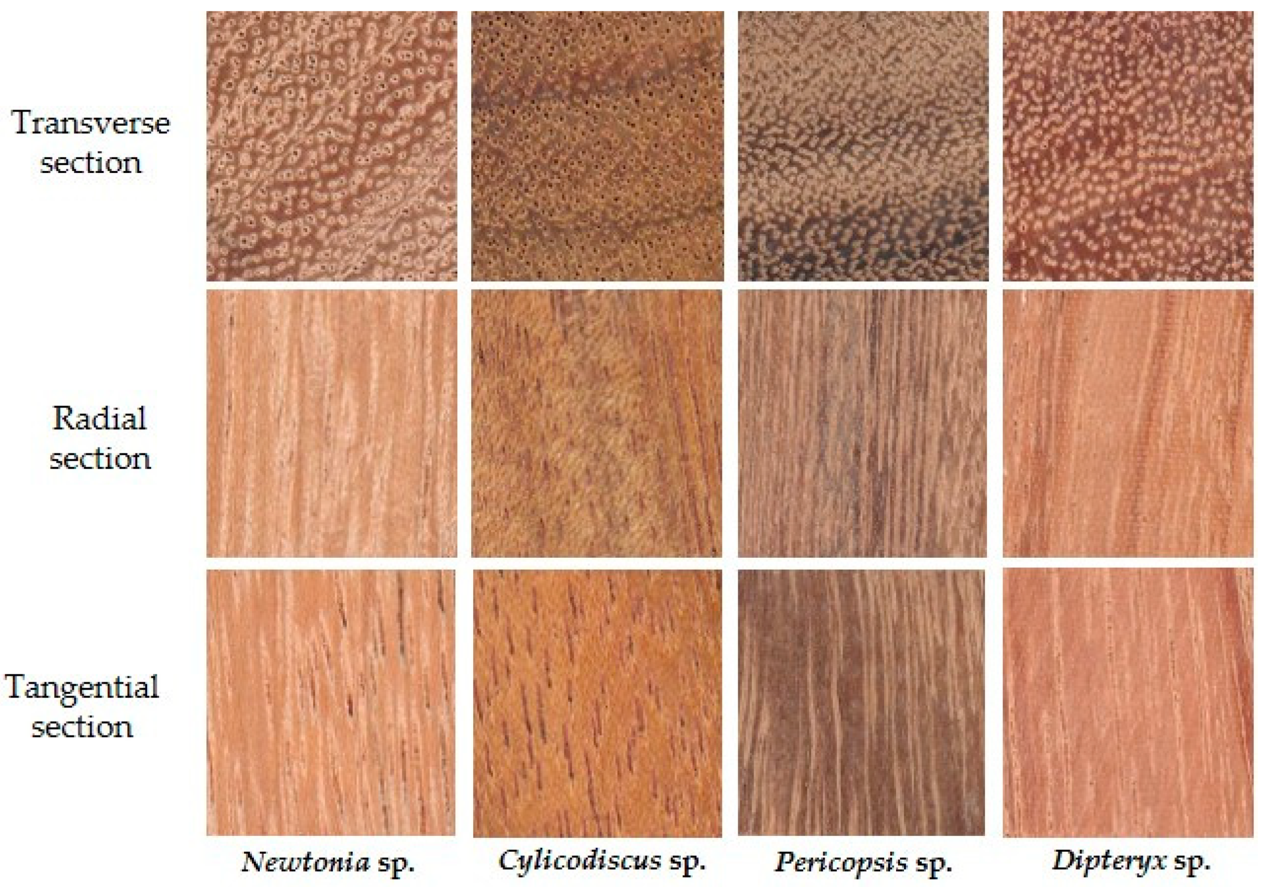 Wood Identification Chart