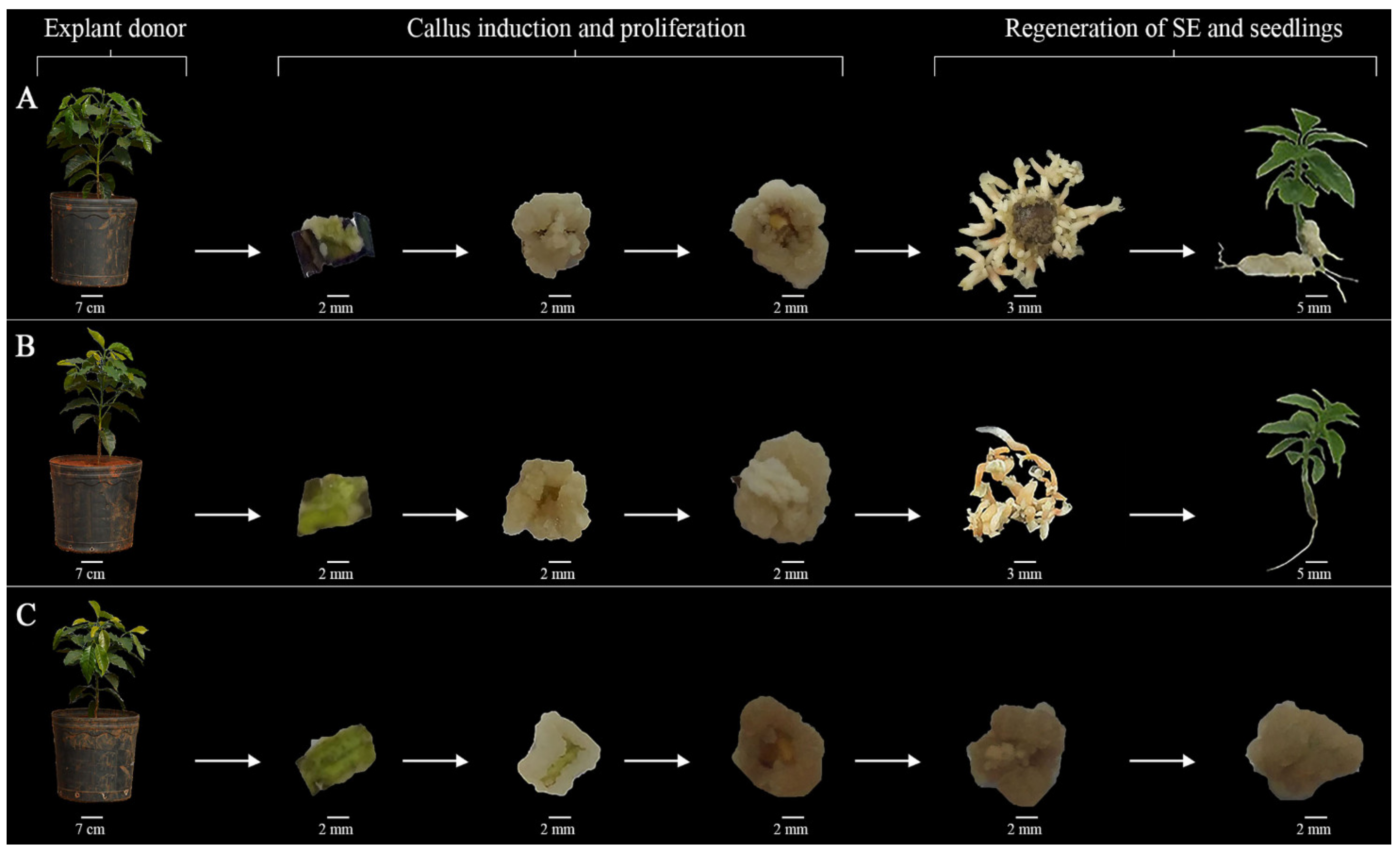 Forests 12 01536 g003