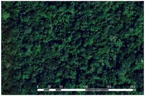 Forests 12 01539 i001