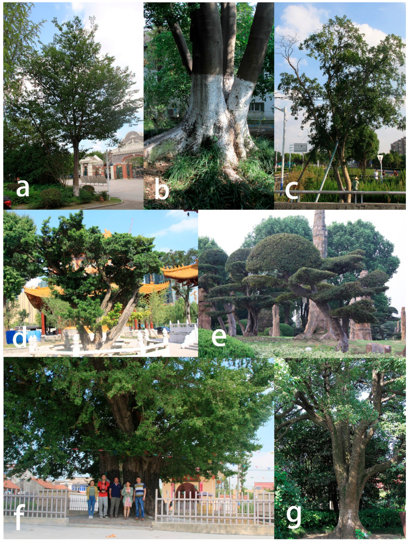 Forests 12 01543 g010 550