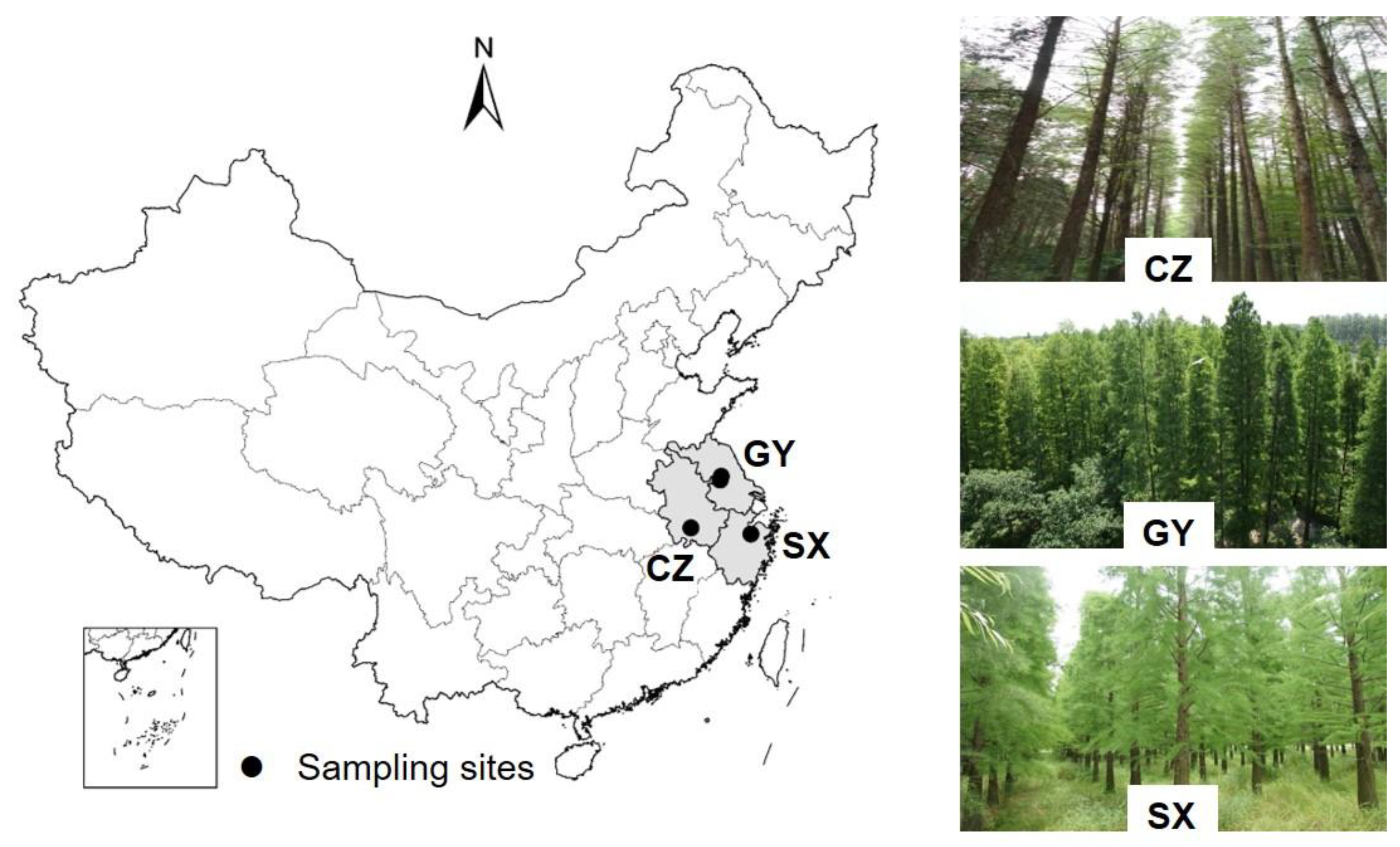 Double stress of waterlogging and drought drives forest–savanna