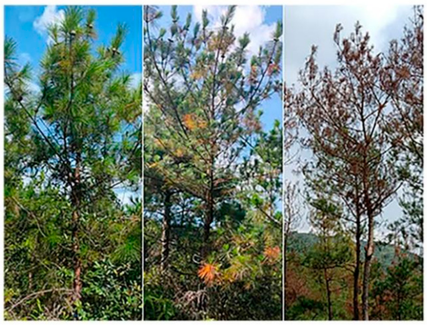 Forests 12 01549 g0a1 Forests 12 01549 g0a1