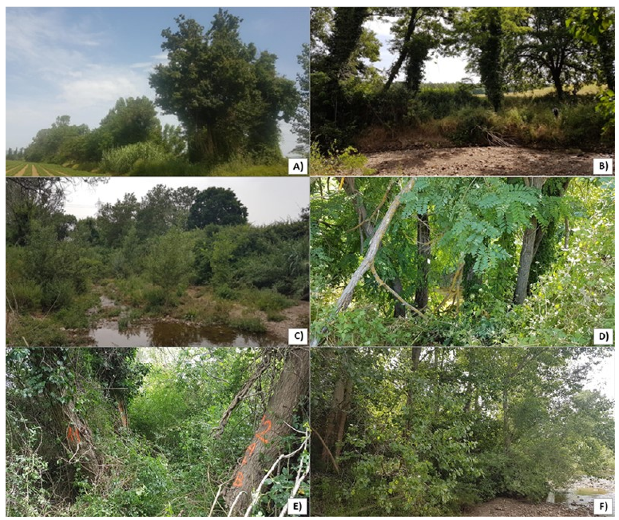 Forests 12 01566 g006