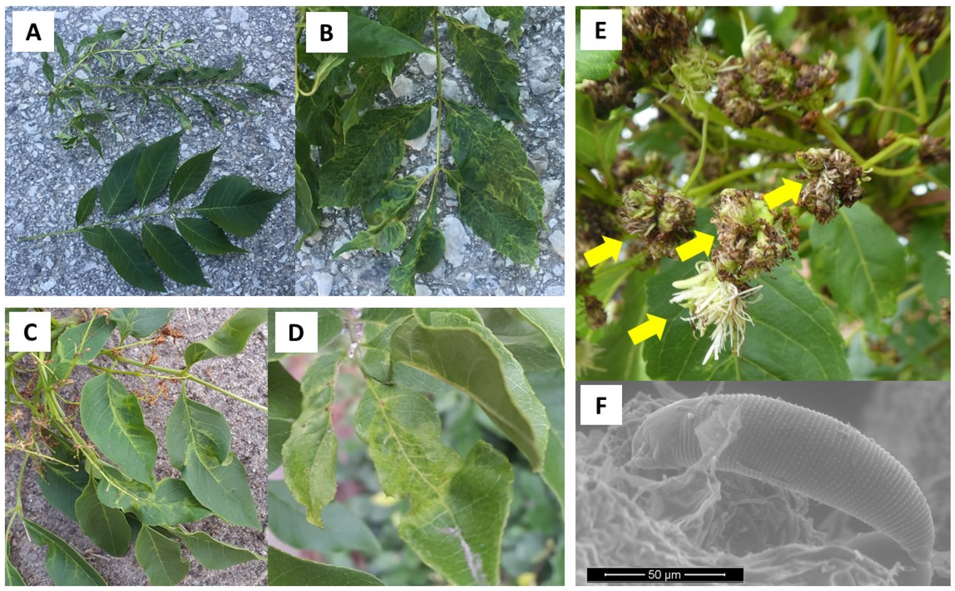 Forests 12 01574 g001