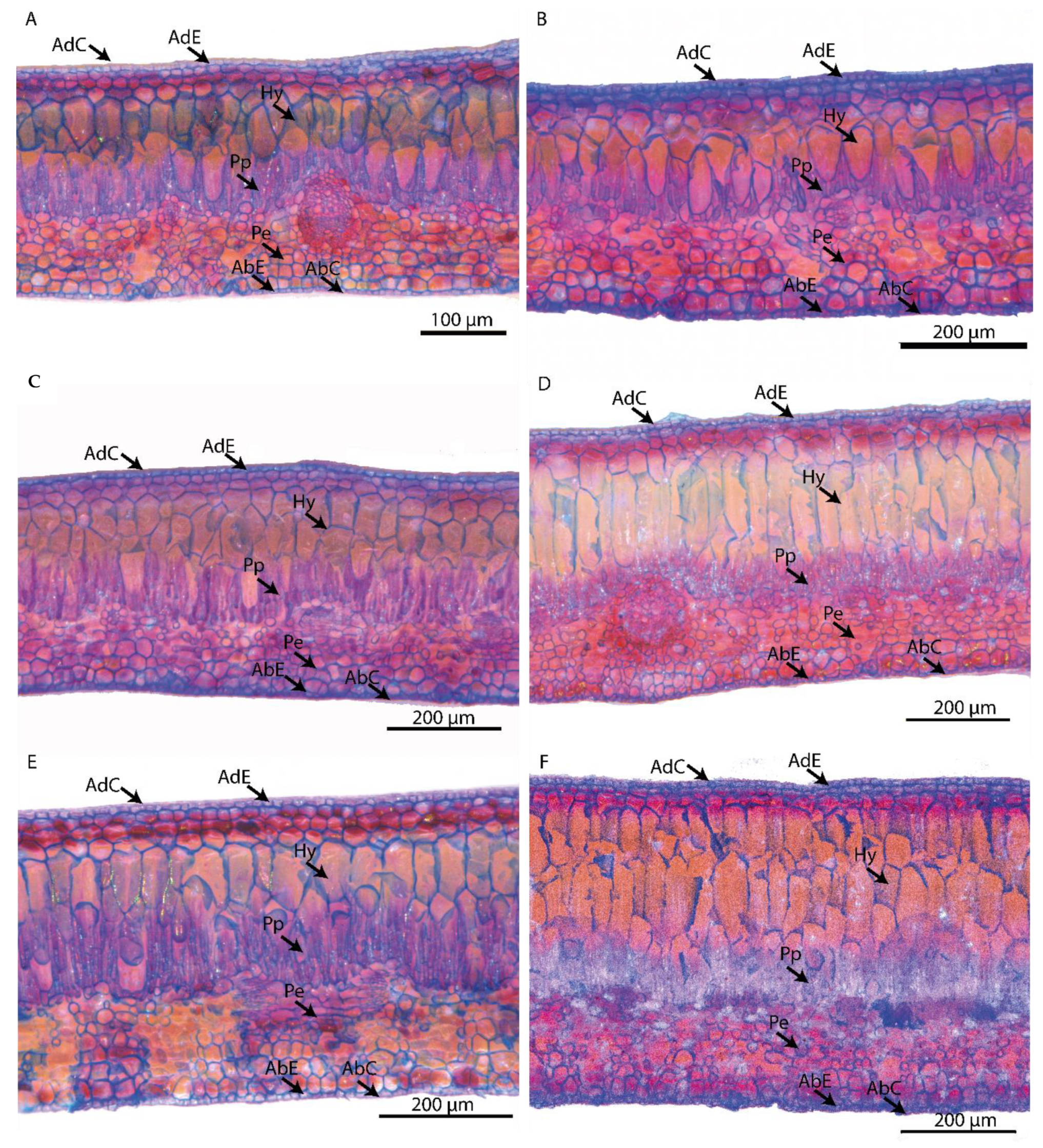 Forests 12 01586 g004