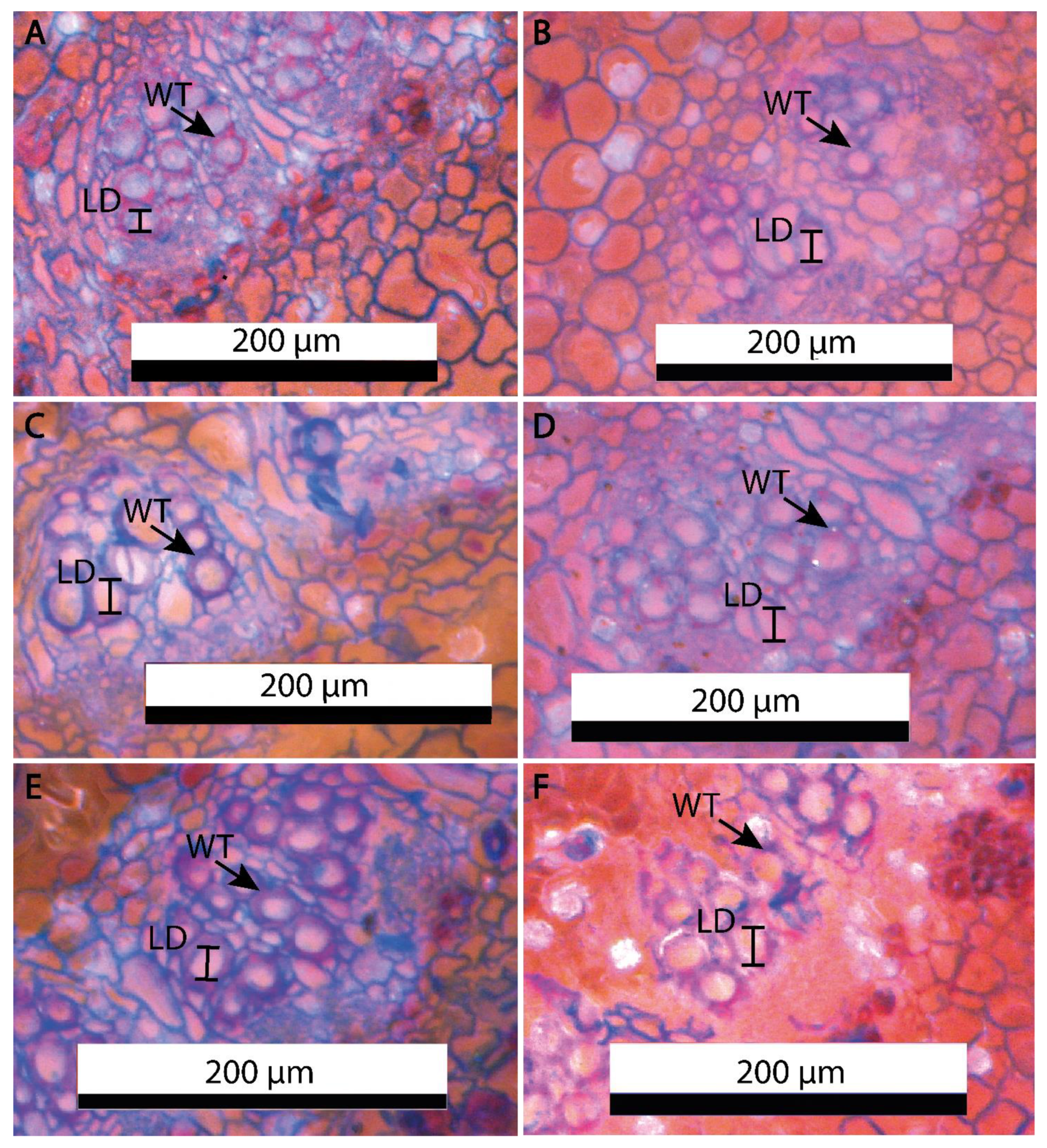 Forests 12 01586 g007