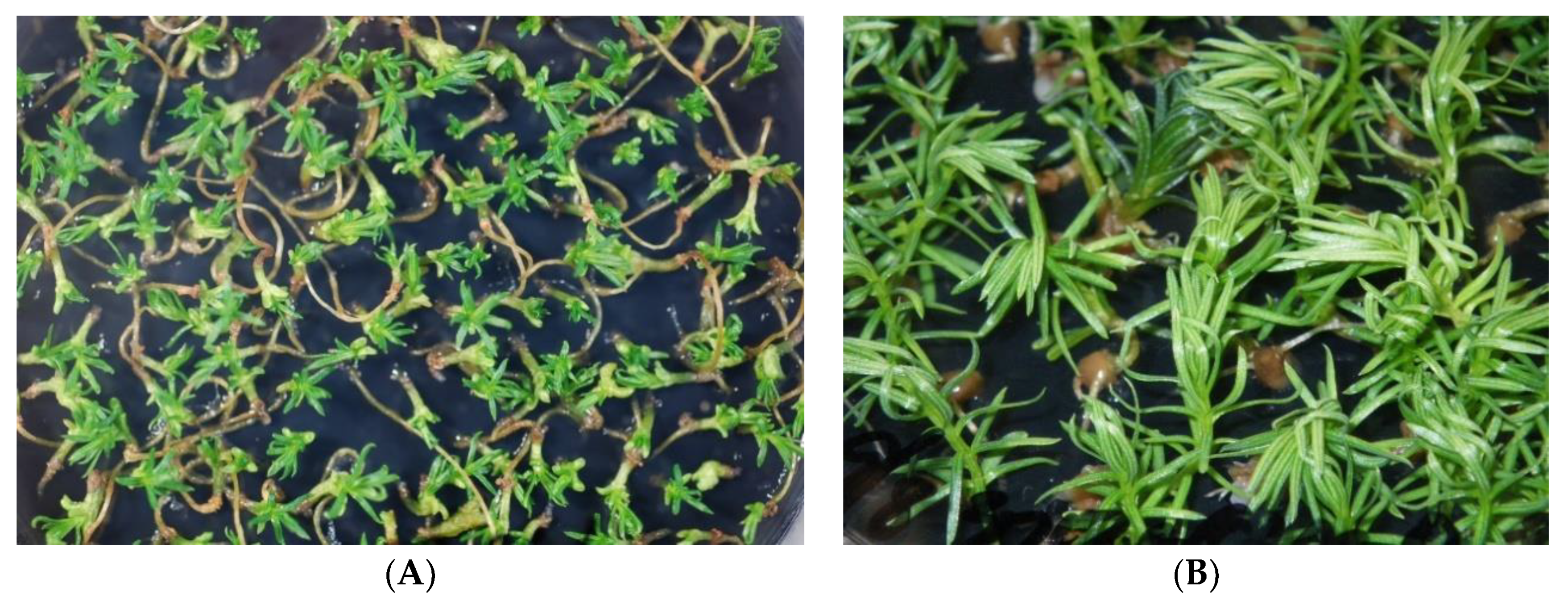 Forests 12 01592 g004