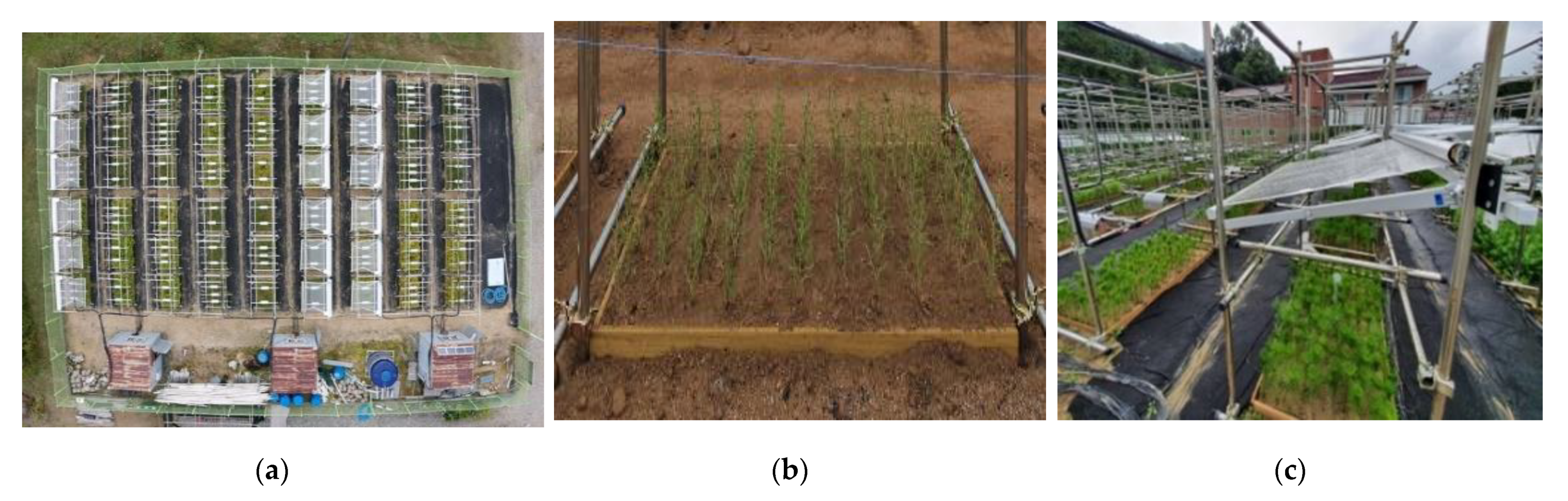 Early Growth Responses of Larix kaempferi (Lamb.) Carr