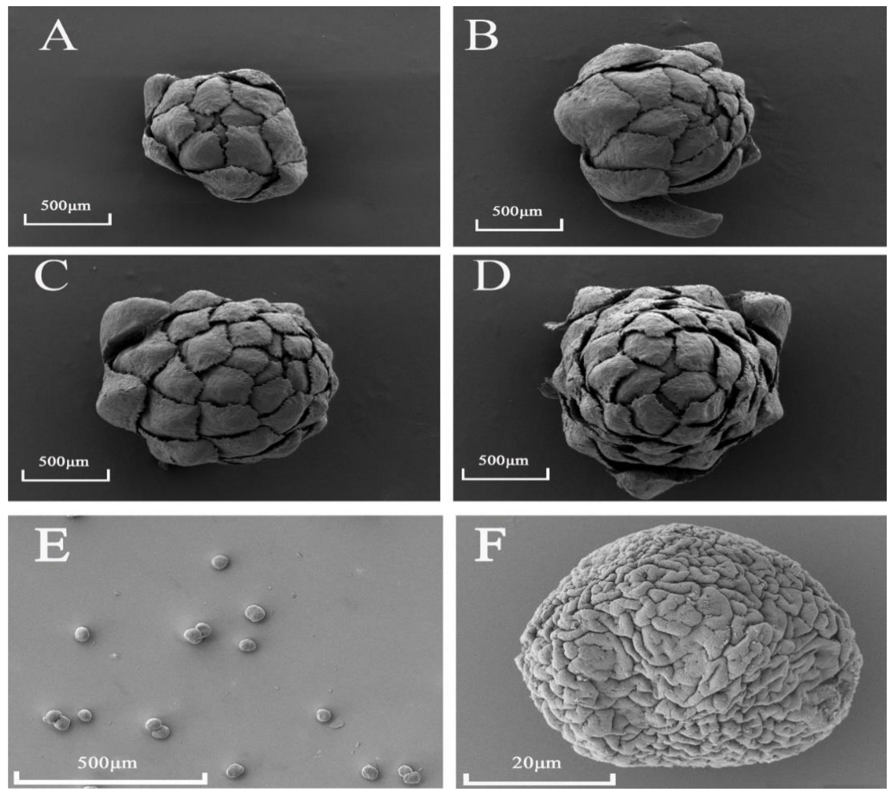Forests 12 01598 g002 Forests 12 01598 g002