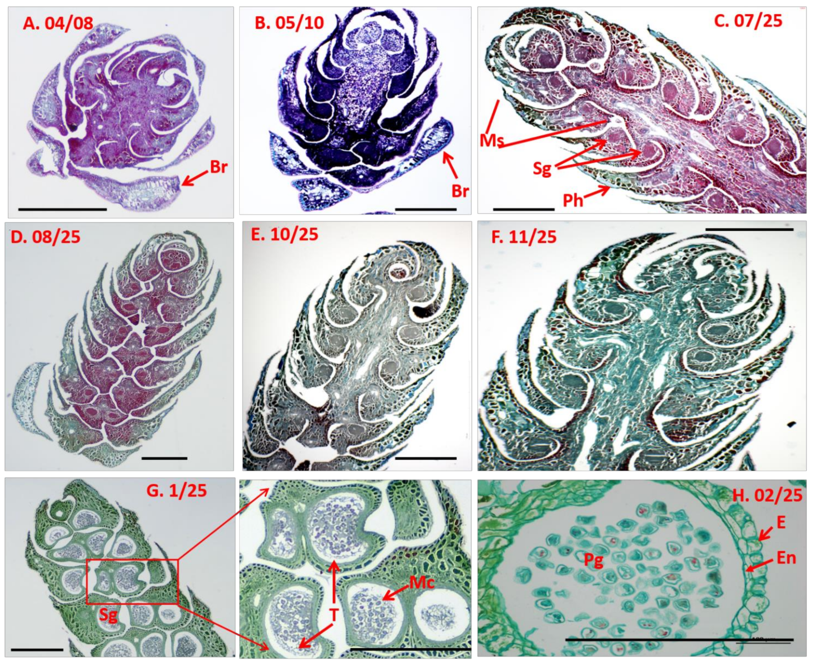 Forests 12 01598 g003 Forests 12 01598 g003