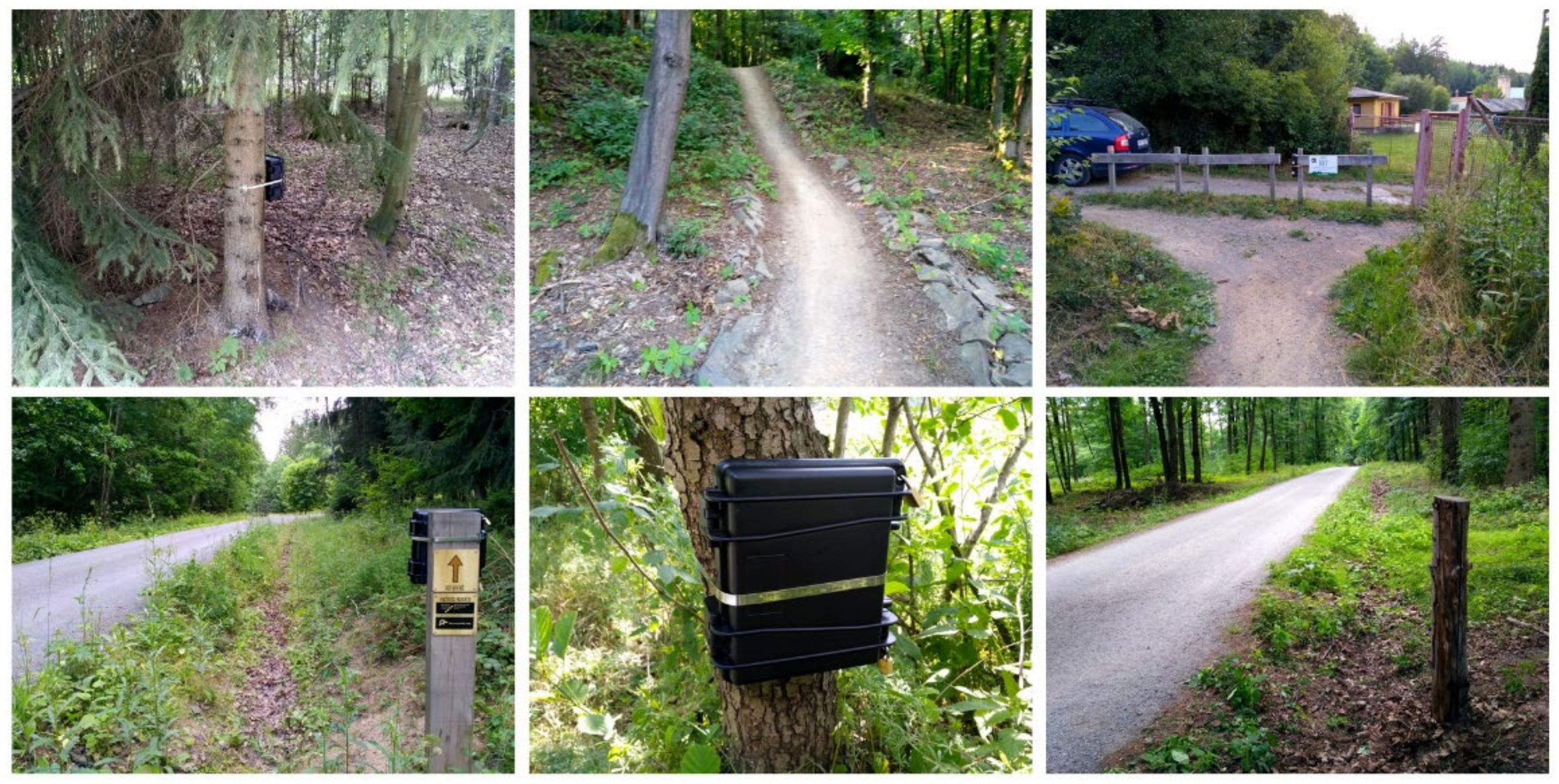 Forests 12 01601 g003