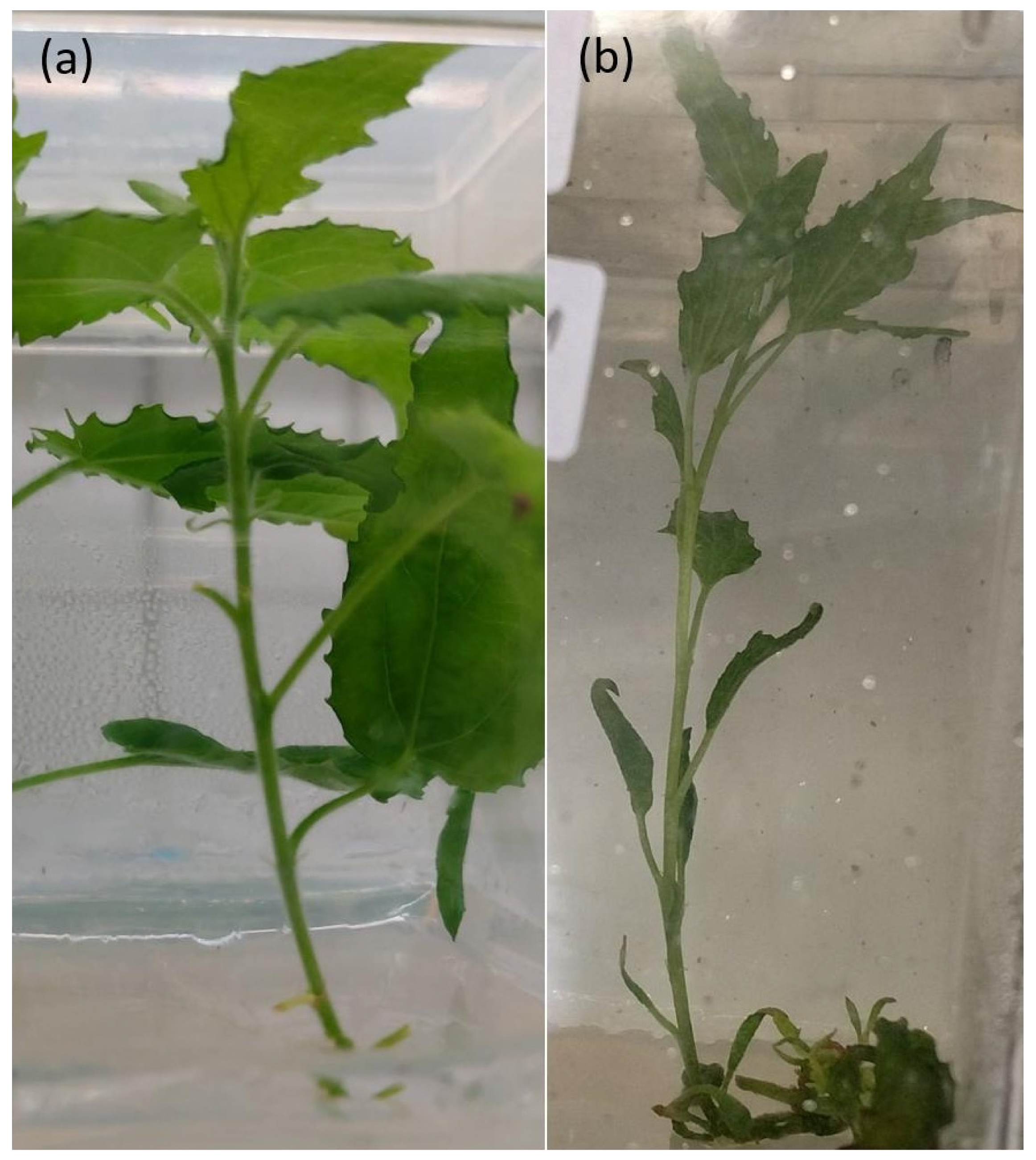 Forests 12 01615 g001