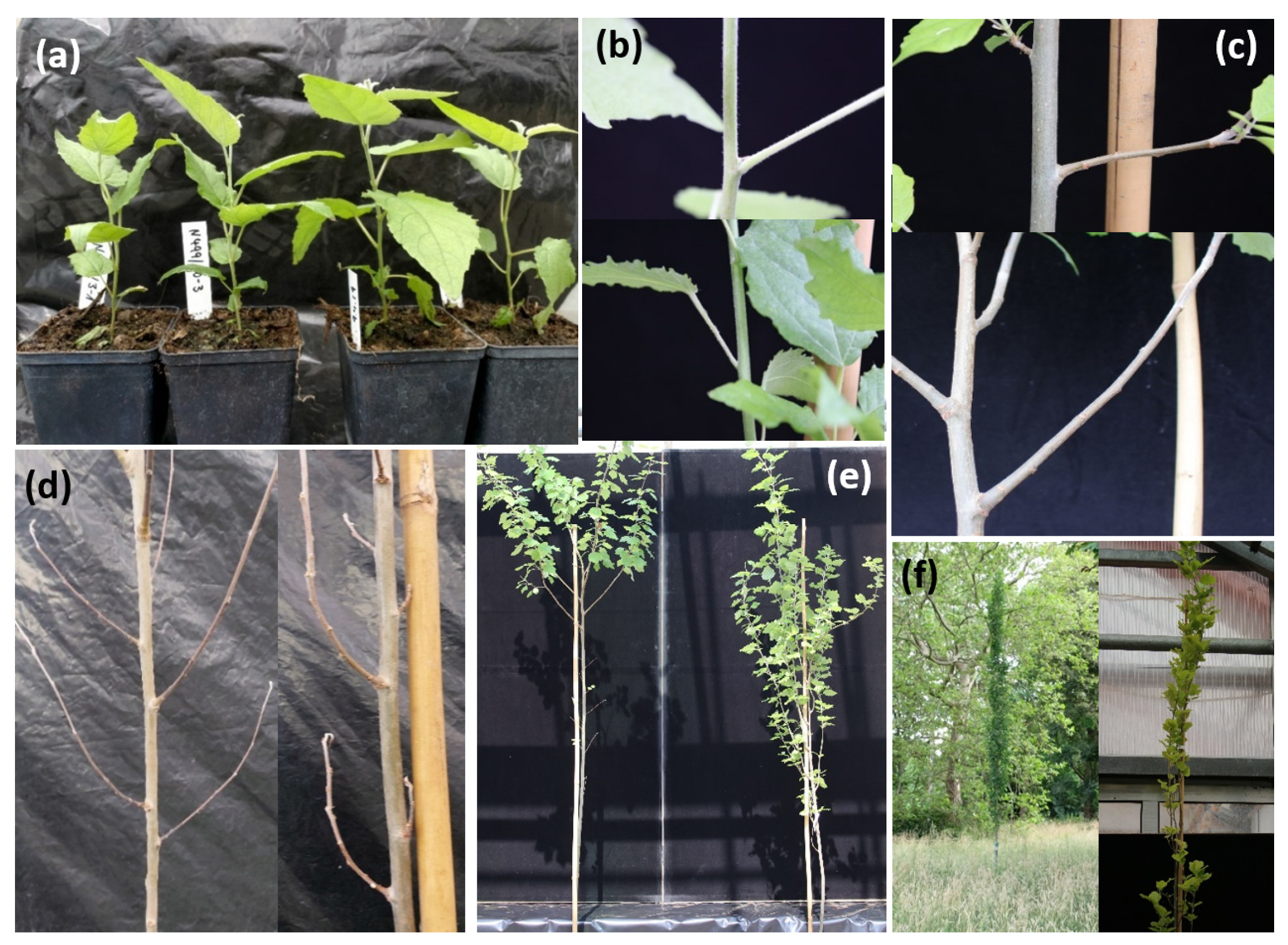 Forests 12 01615 g002