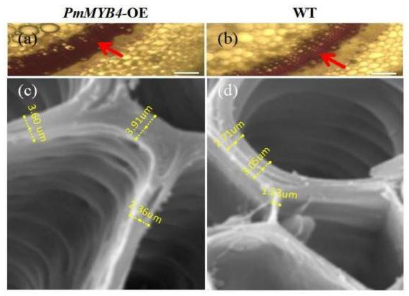 Forests 12 01618 g005