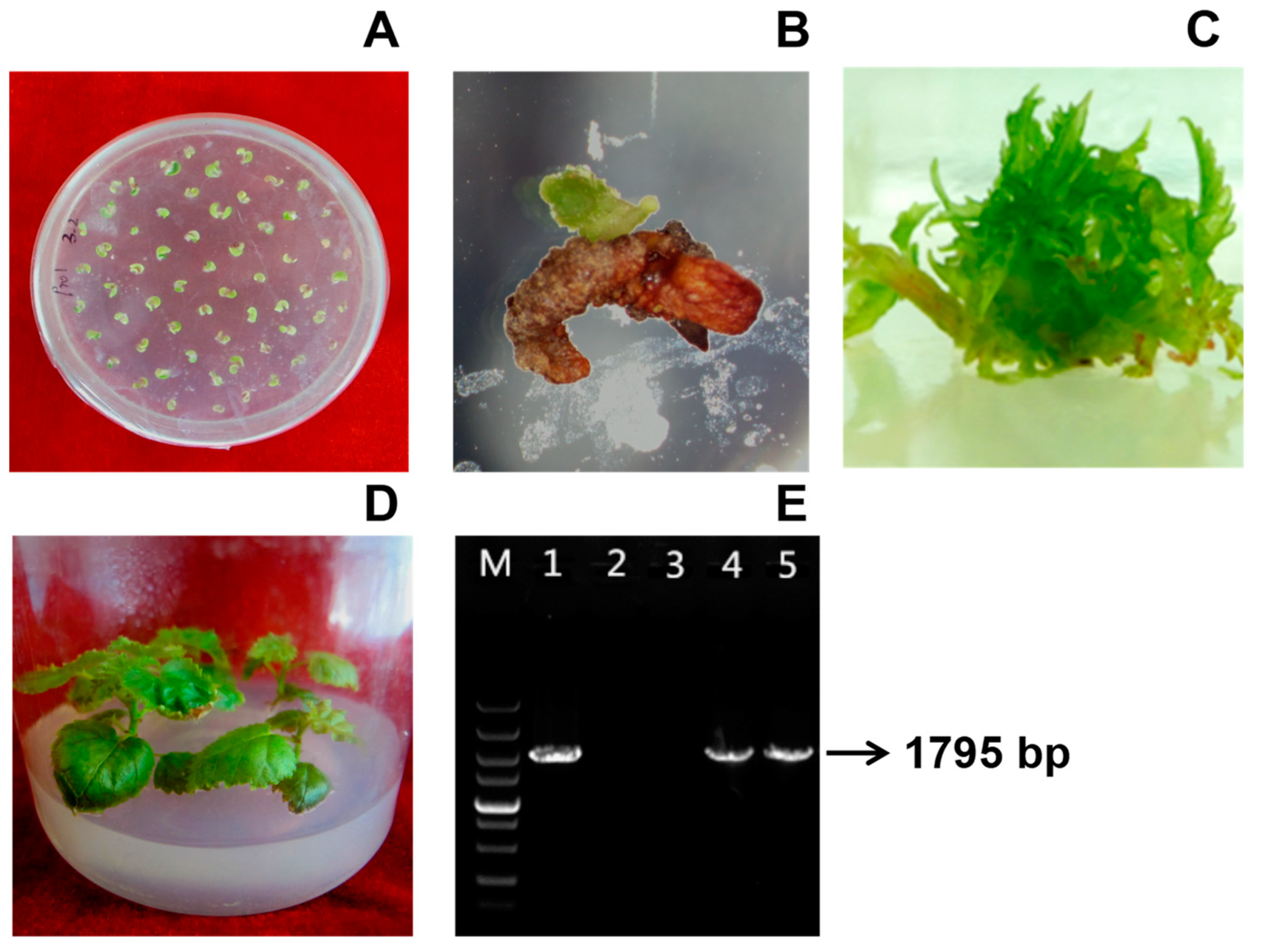 Forests 12 01633 g004