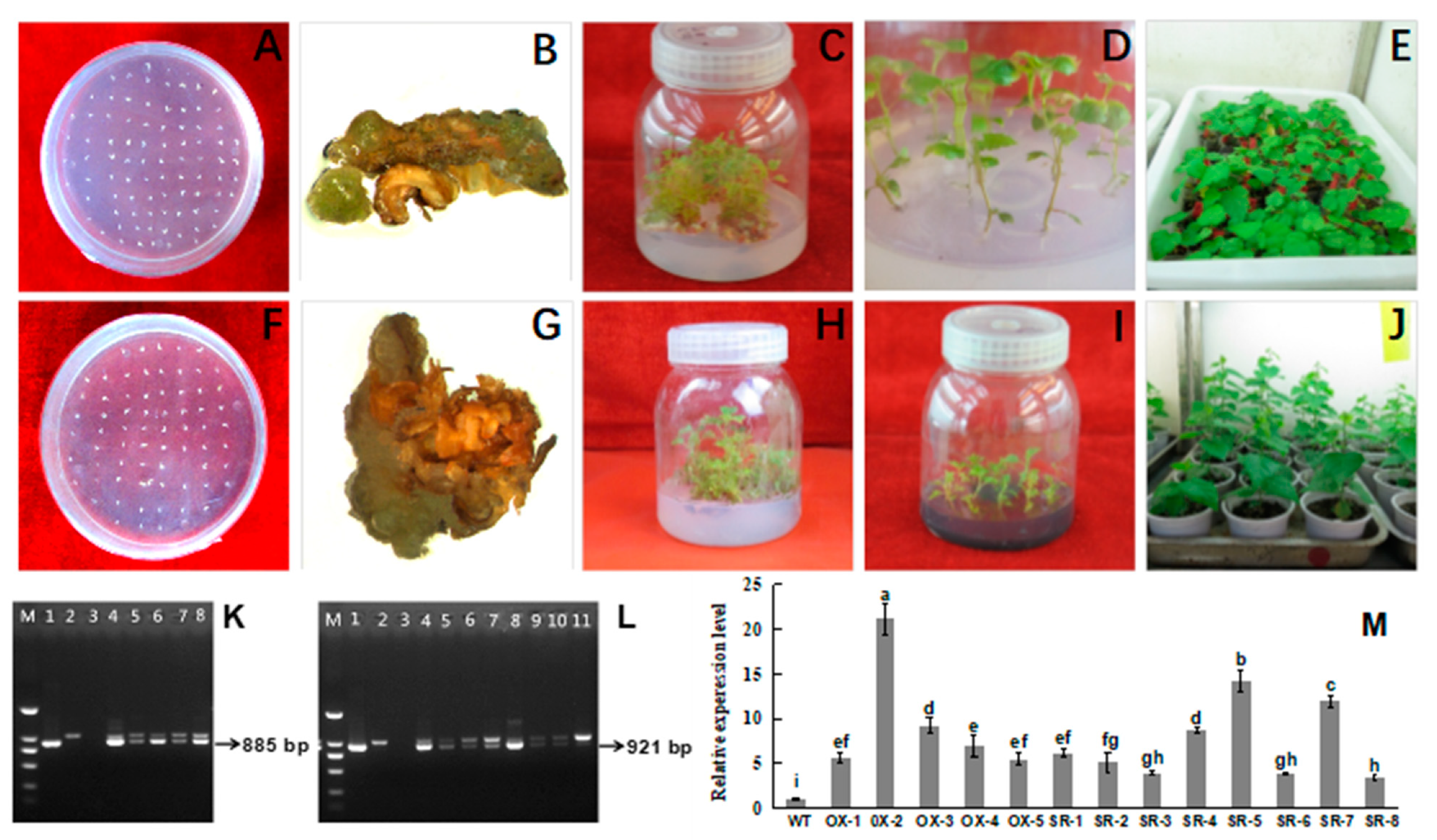 Forests 12 01633 g006