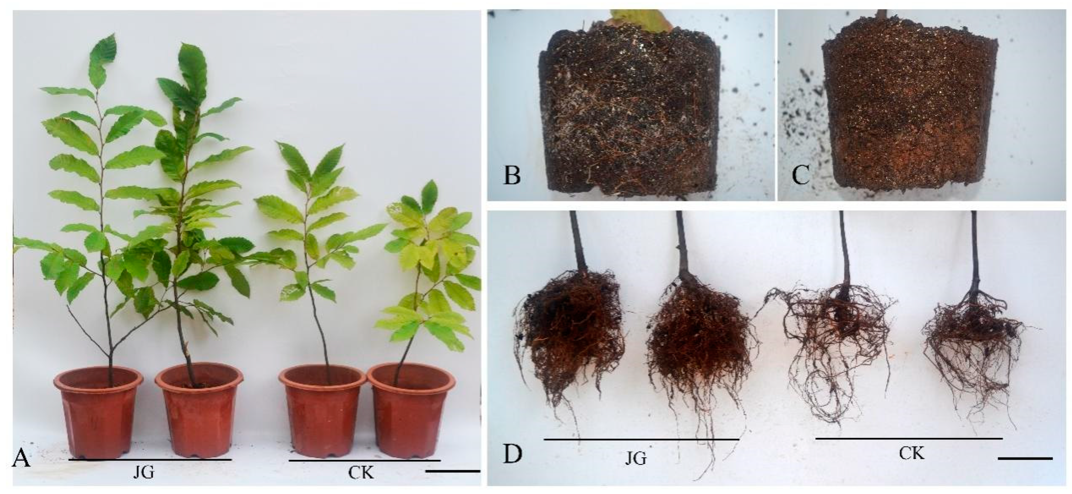 Forests | Free Full-Text | Effect of an Ectomycorrhizal Fungus on the  Growth of Castanea henryi Seedlings and the Seasonal Variation of Root  Tips’ Structure and Physiology