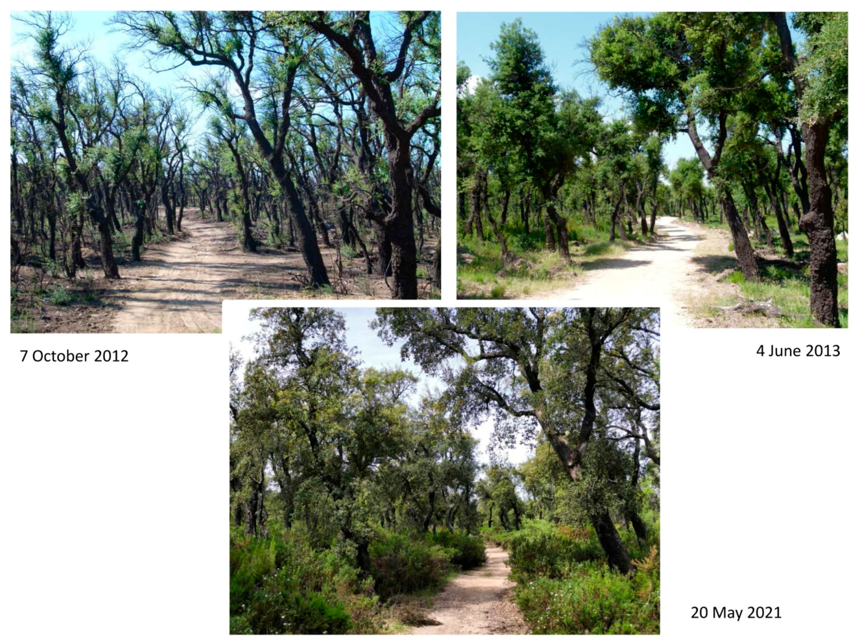 Forests 12 01644 g0a2 Forests 12 01644 g0a2