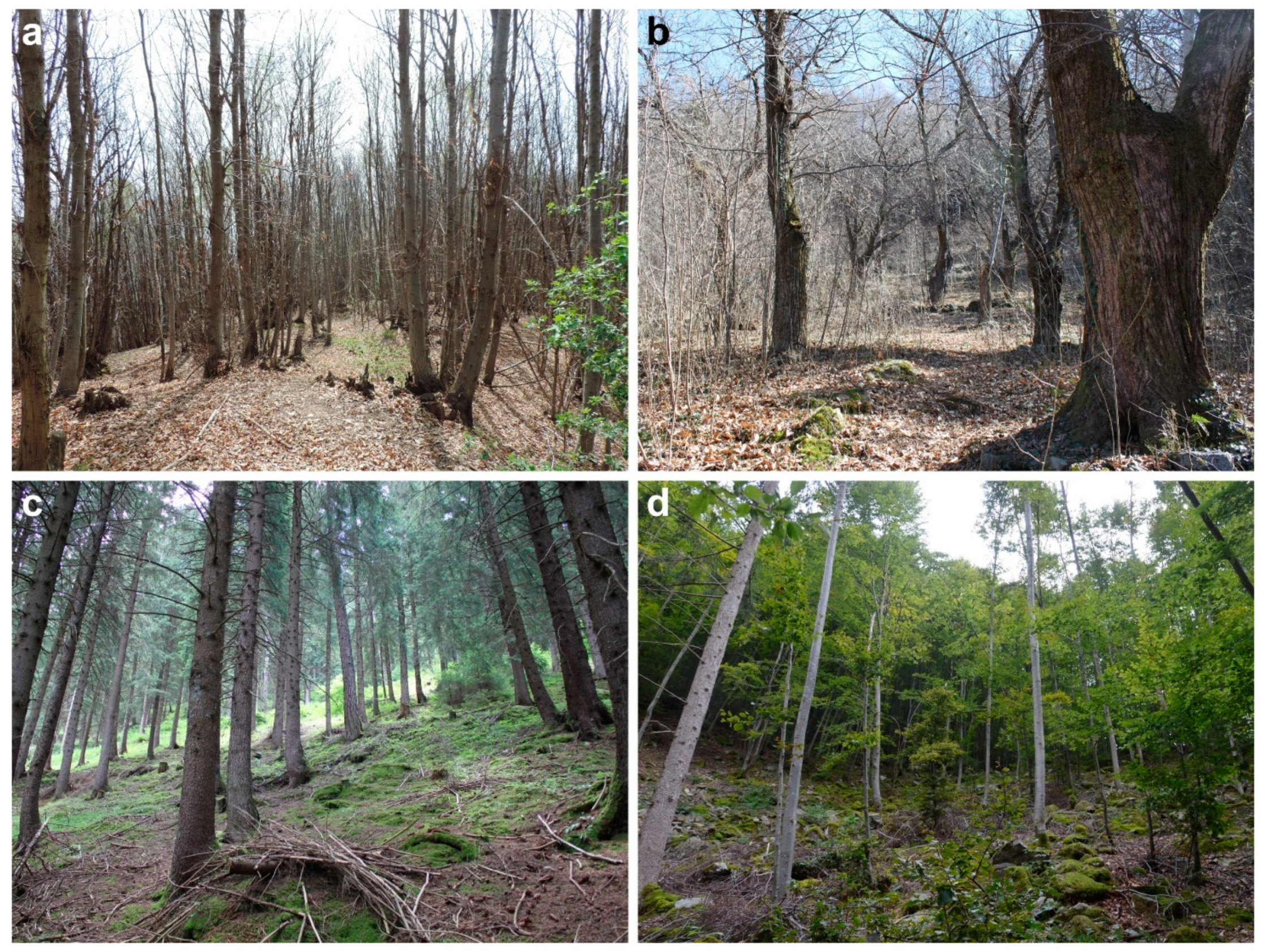 Forests 12 01645 g005