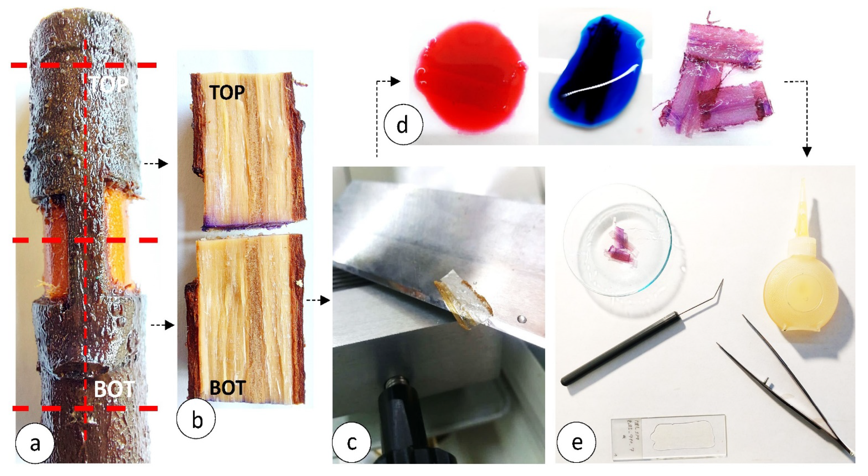 Forests 12 01646 g002