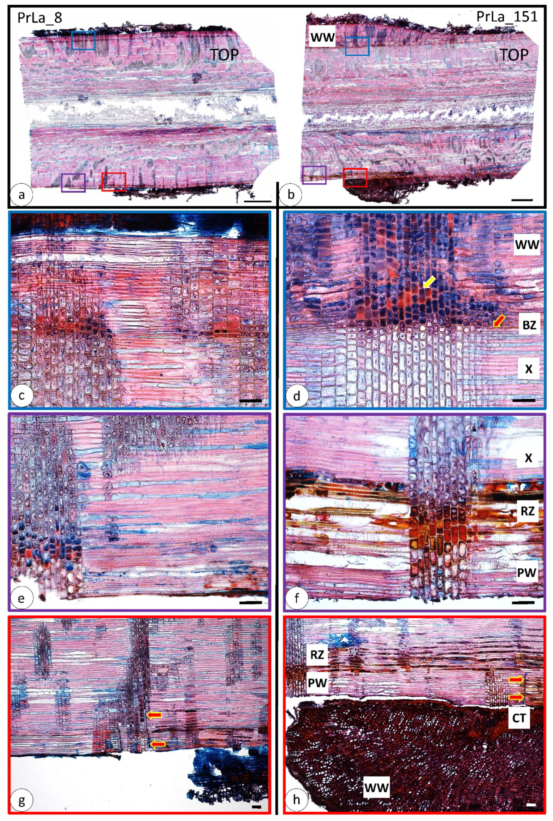 Forests 12 01646 g005