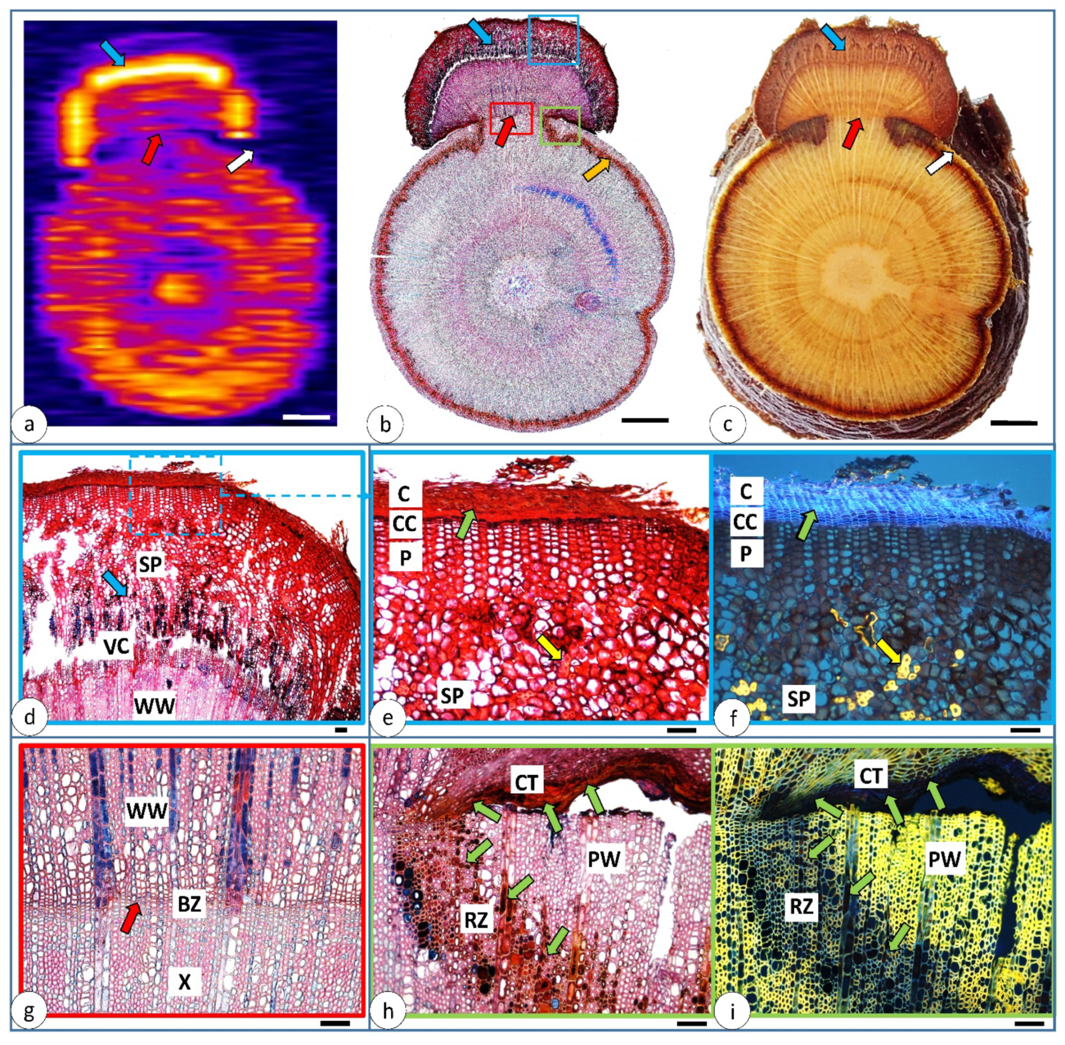 Forests 12 01646 g006