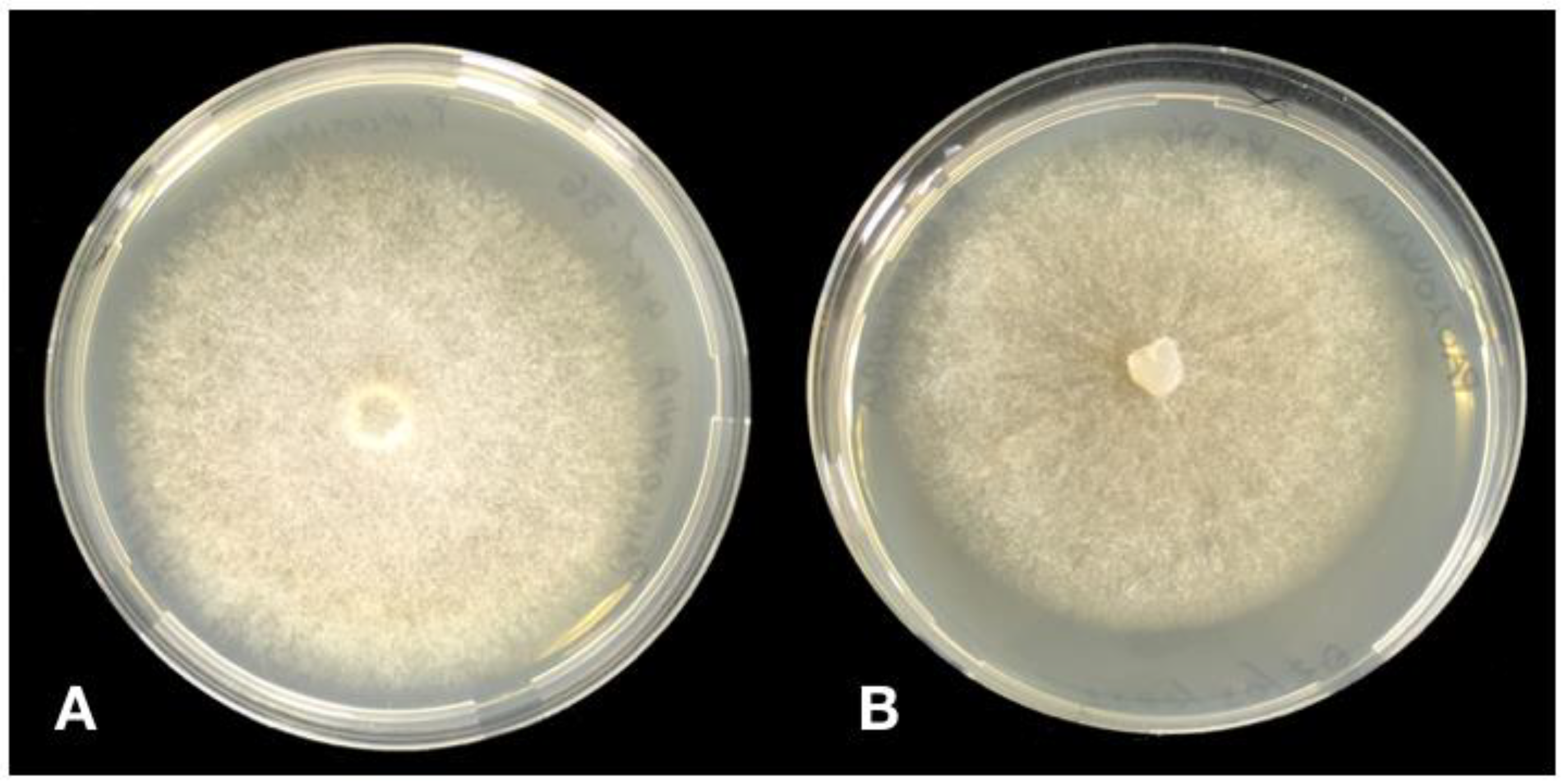 Forests 12 01664 g004