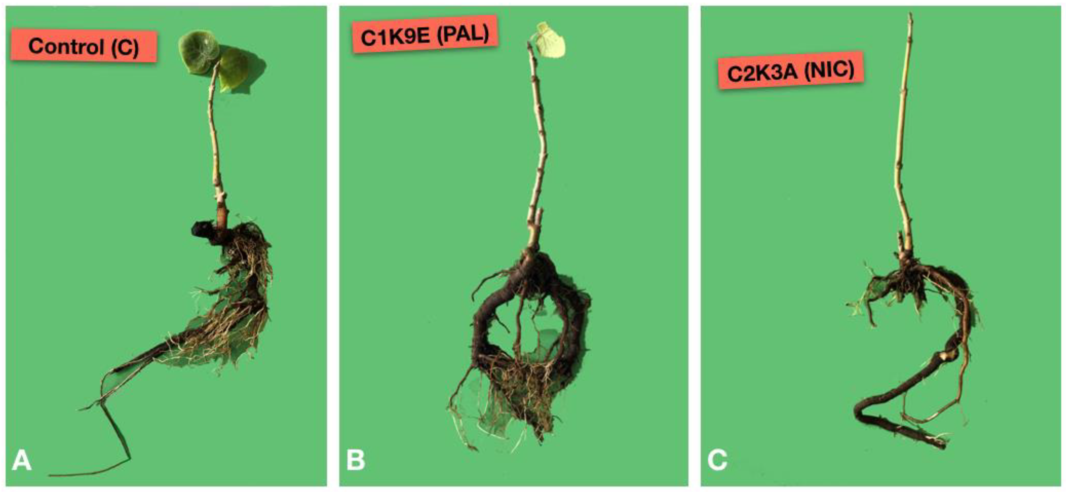 Forests 12 01664 g006
