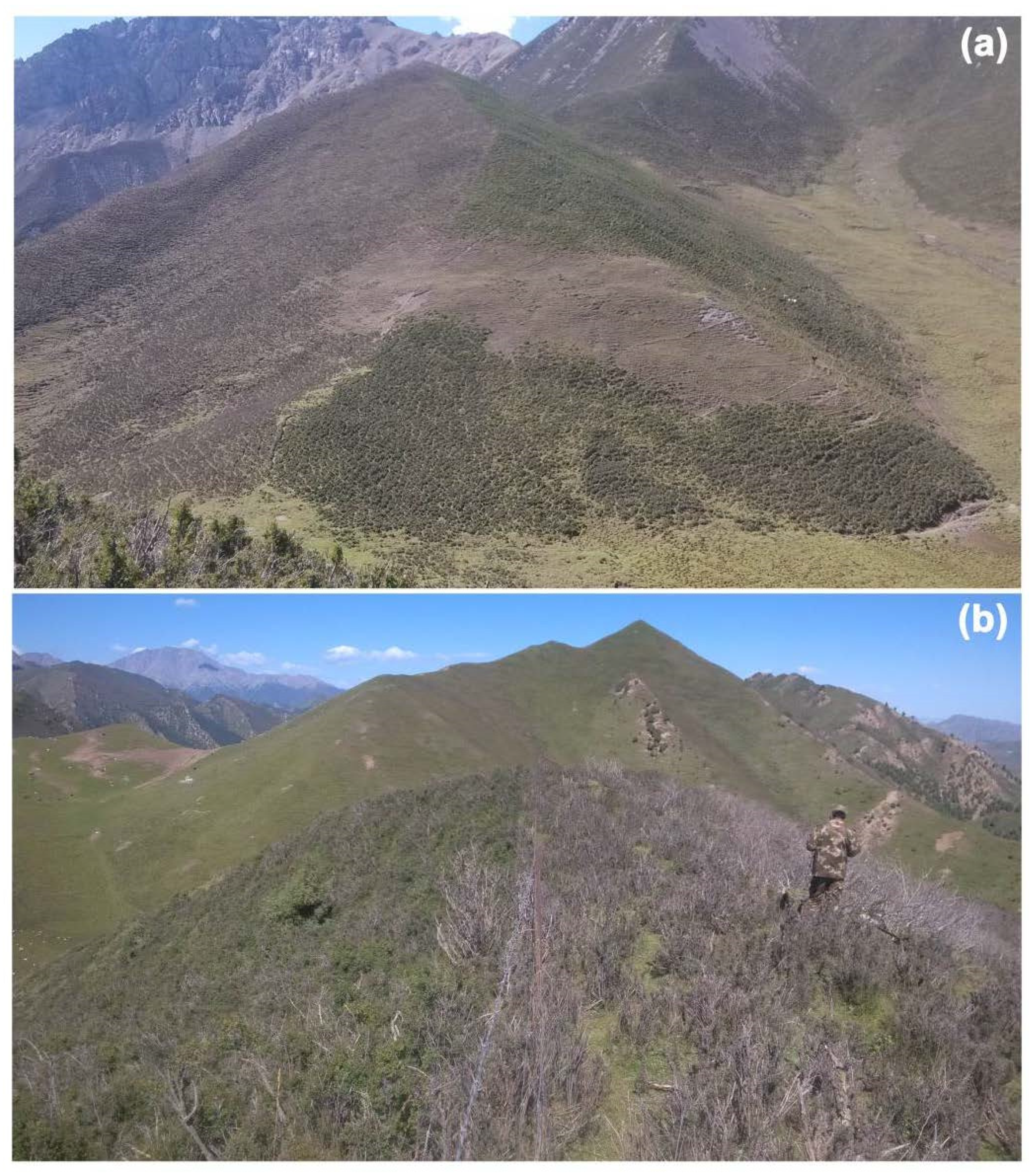 Forests 12 01698 g012