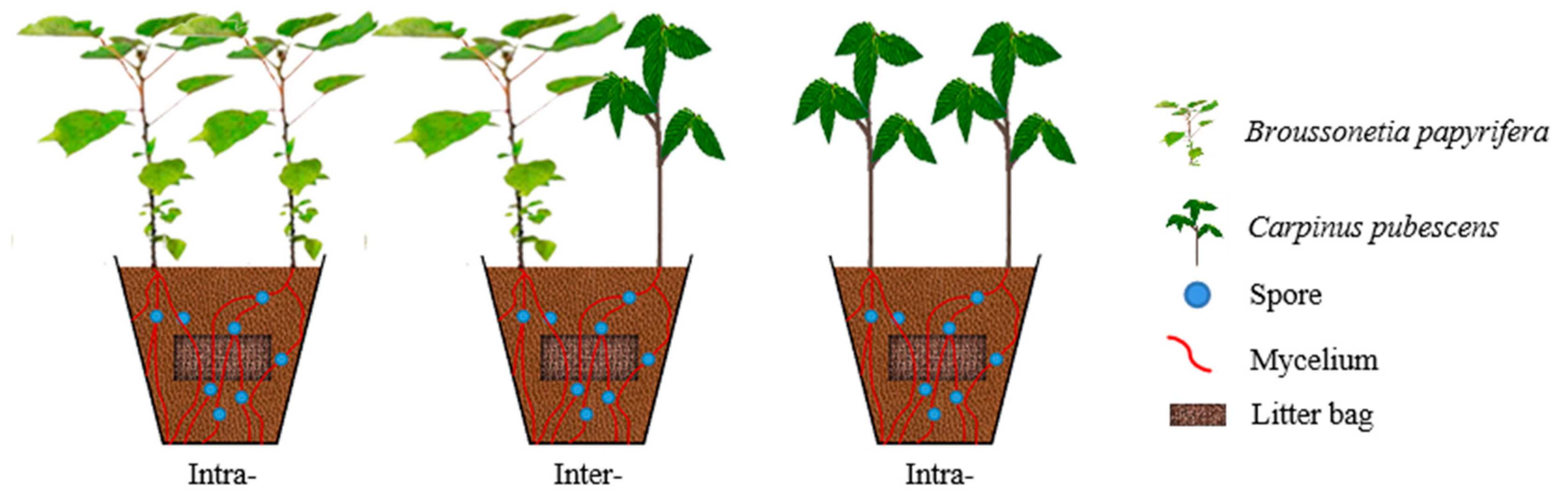 Intraspecific Competition Examples