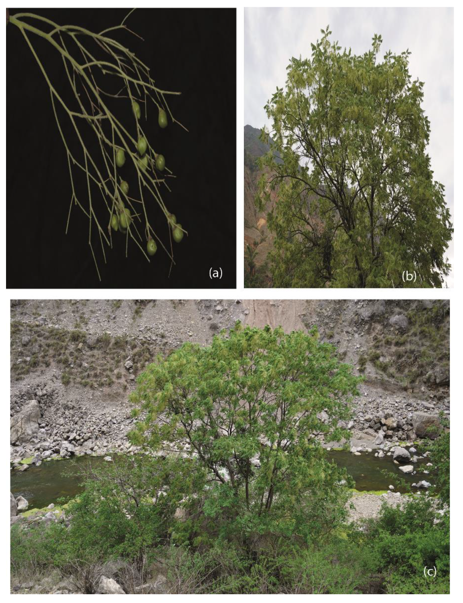 Forests 12 01708 g001 Forests 12 01708 g001