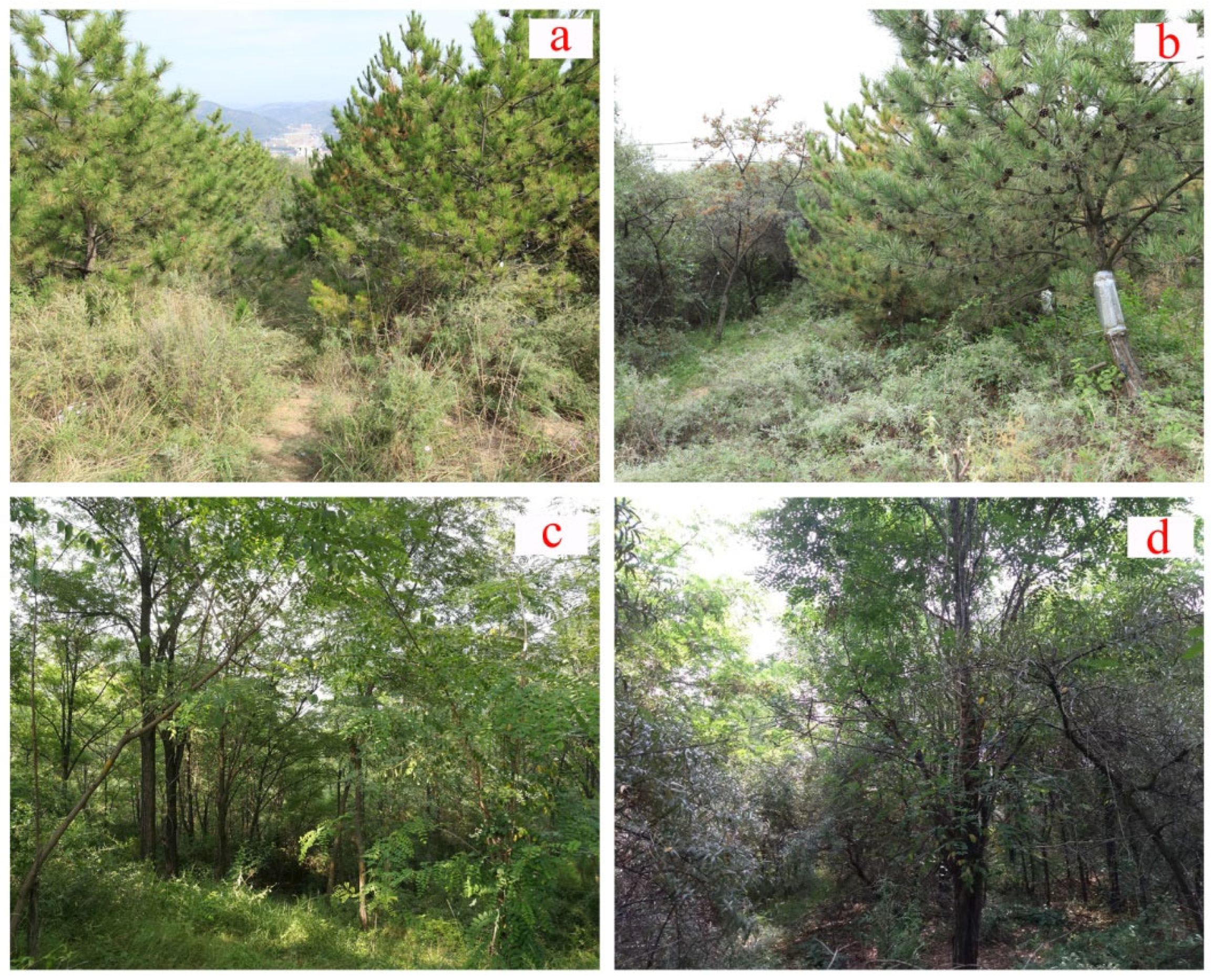 Forests 12 01718 g001