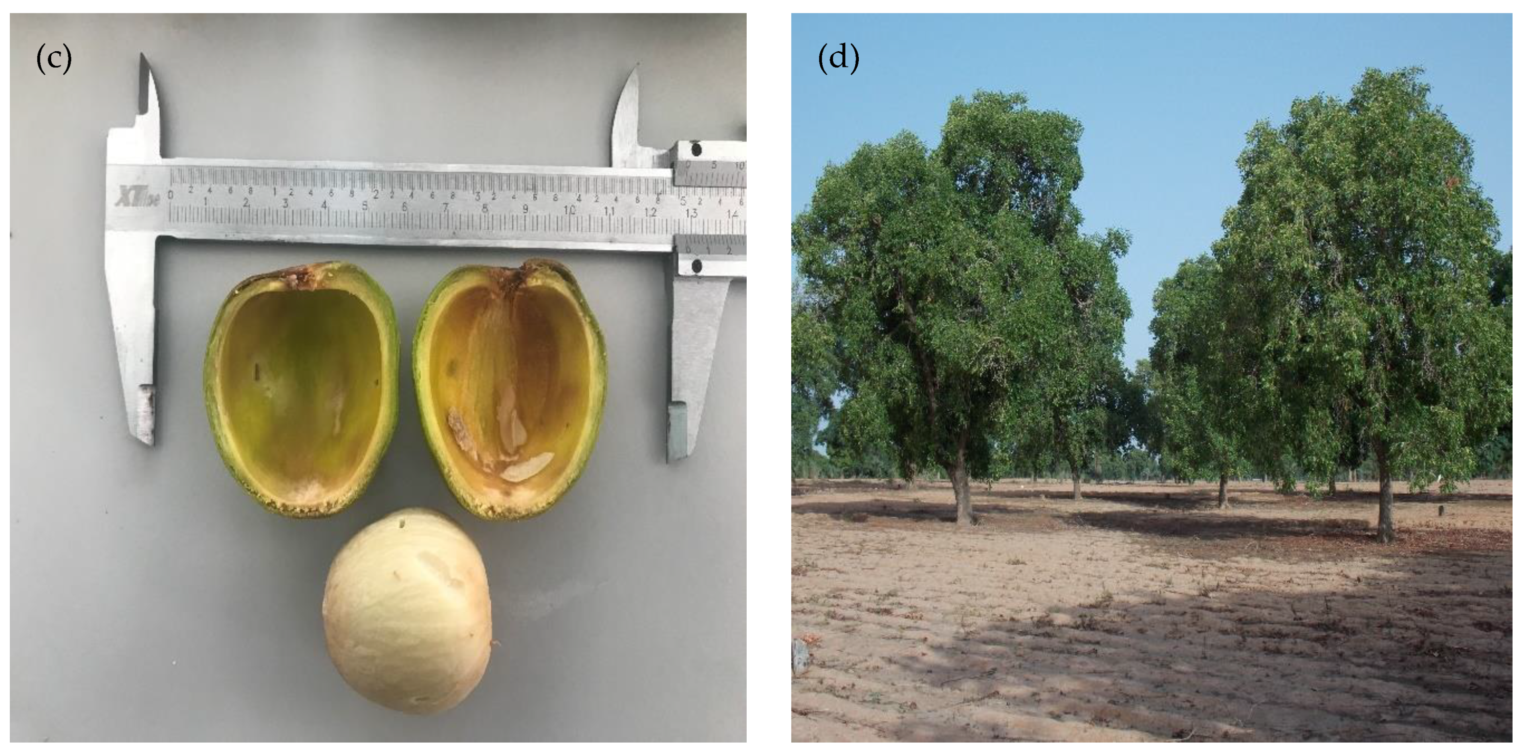 Forests 12 01740 g001b Forests 12 01740 g001b