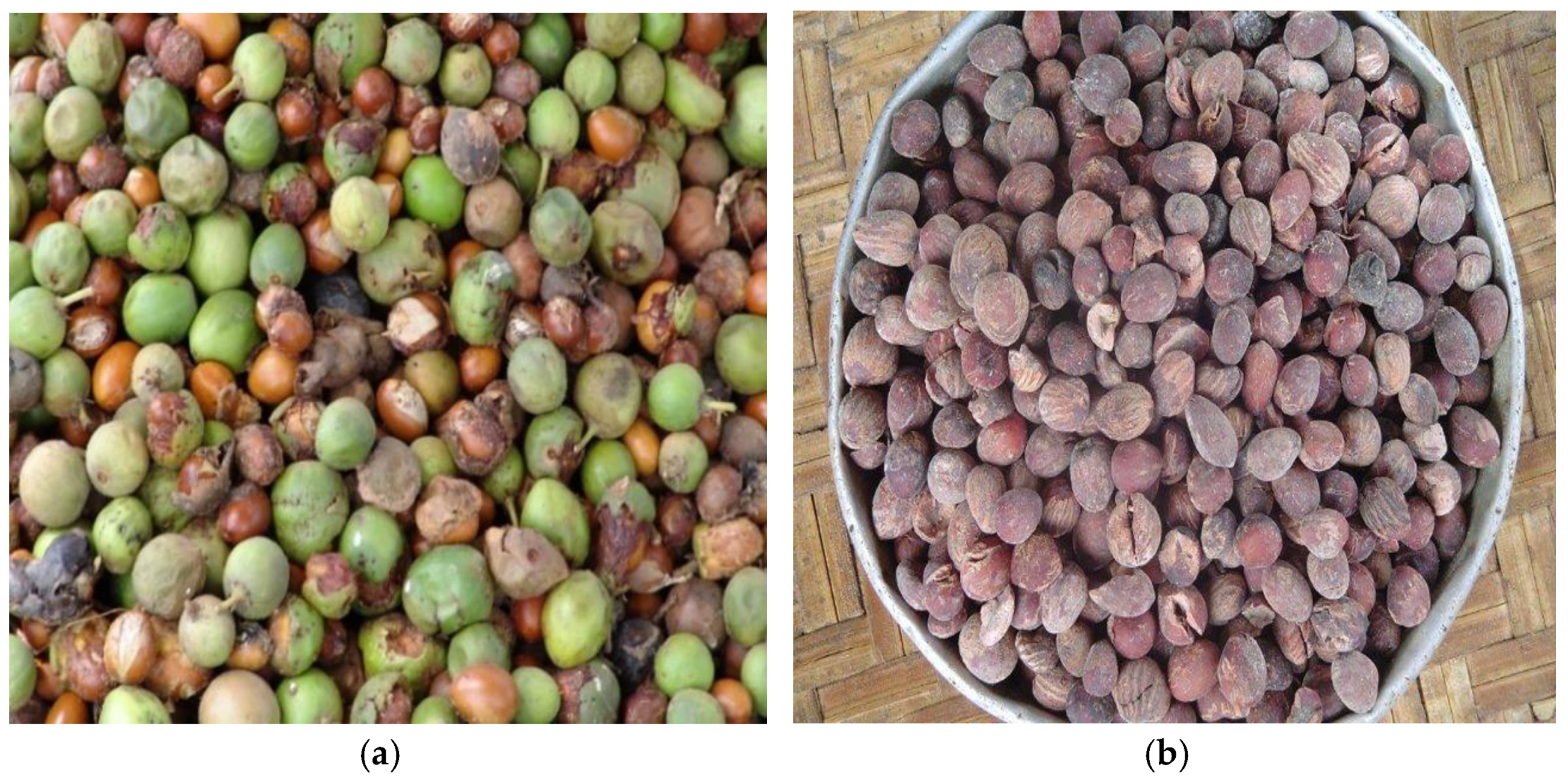 Forests 12 01740 g002 Forests 12 01740 g002