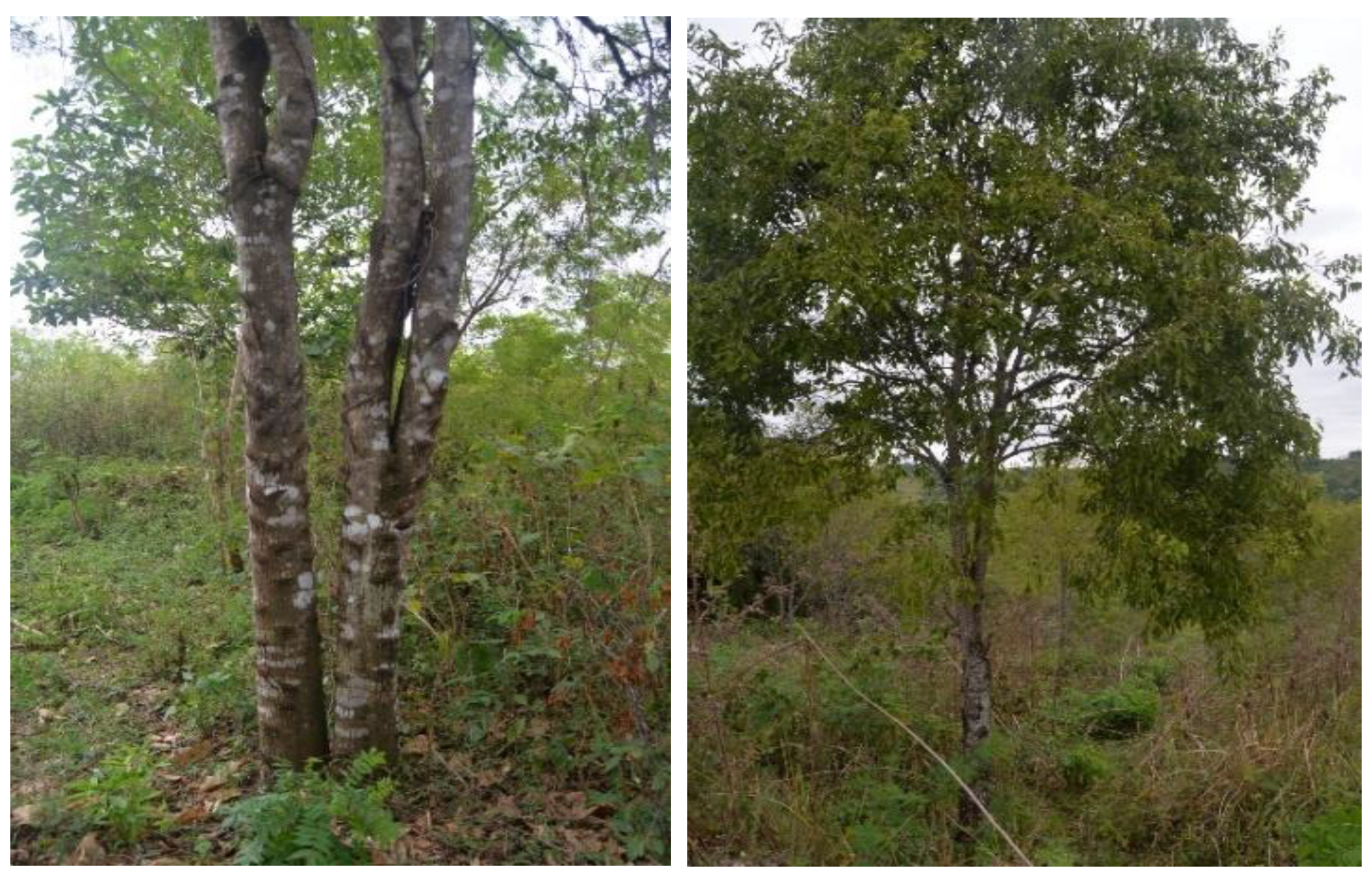 Forests  Free Full-Text  Current Challenges and Prospects of 