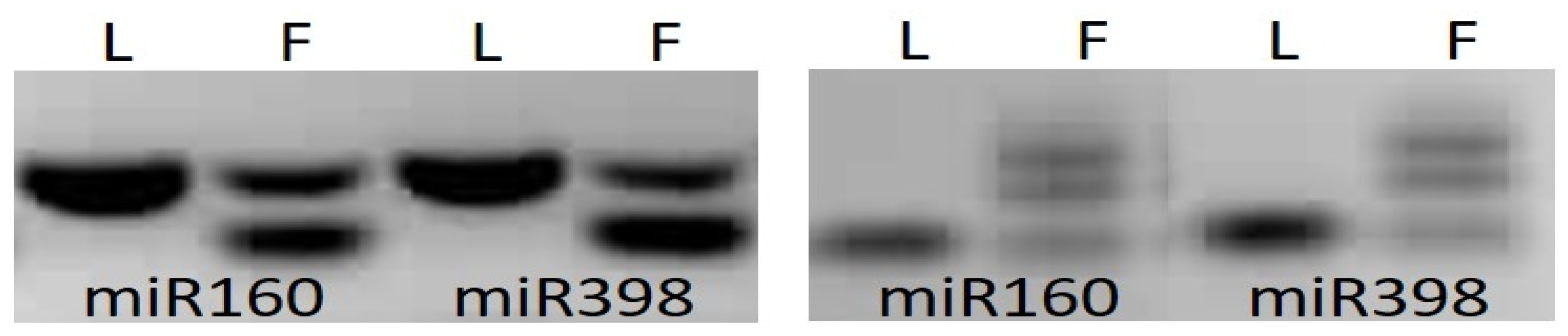 Forests 12 01748 g004