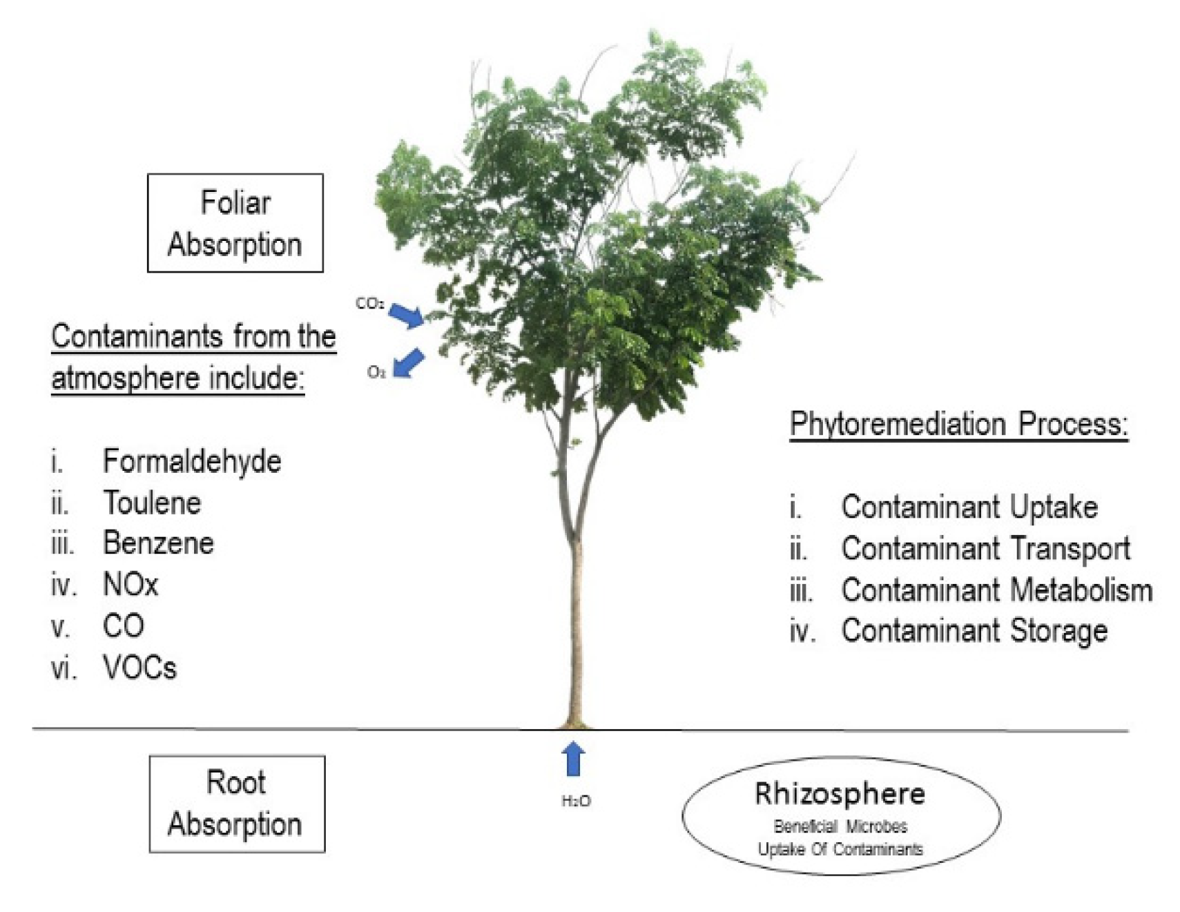 What Is Tree Sap?  Front Range Arborists