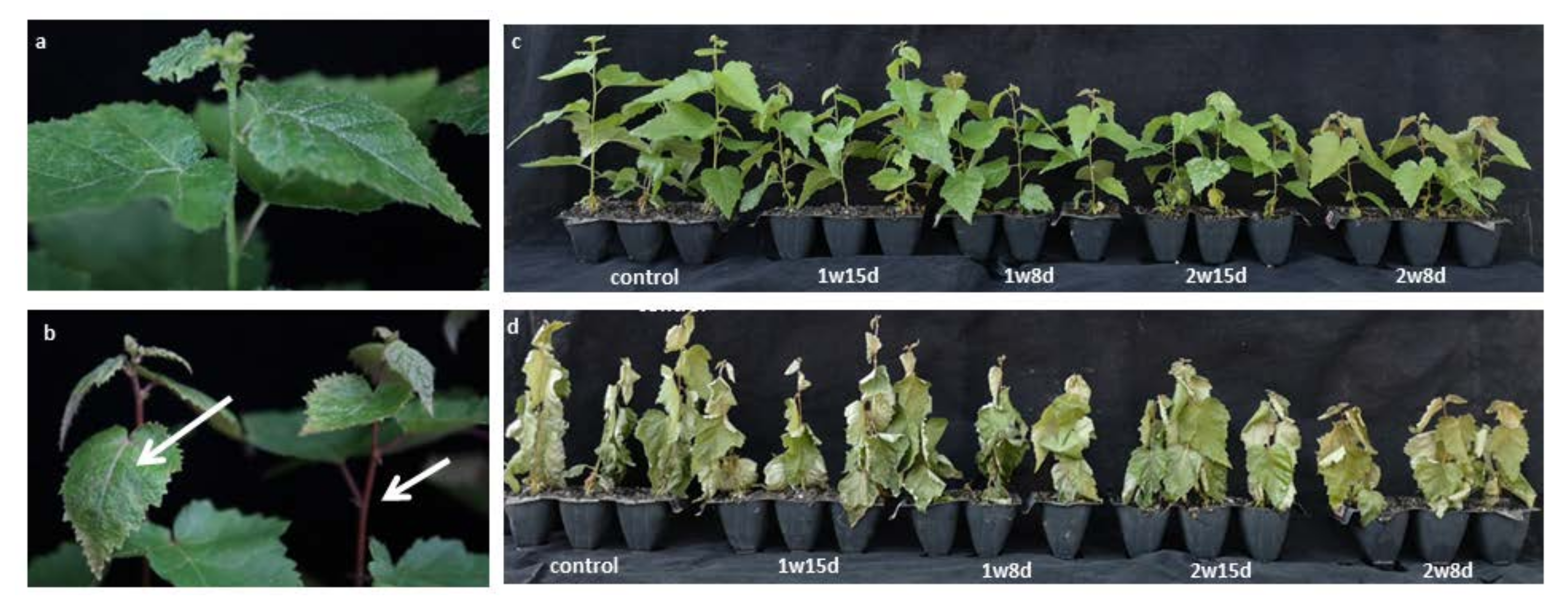 Forests | Free Full-Text | Cold Acclimation Affects Physiological 