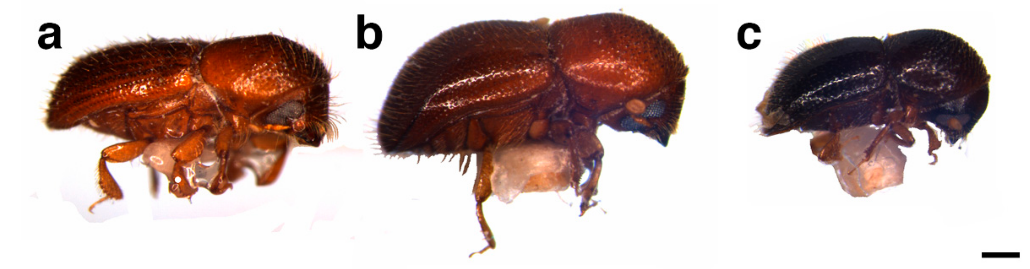 Forests 12 01782 g001 Forests 12 01782 g001