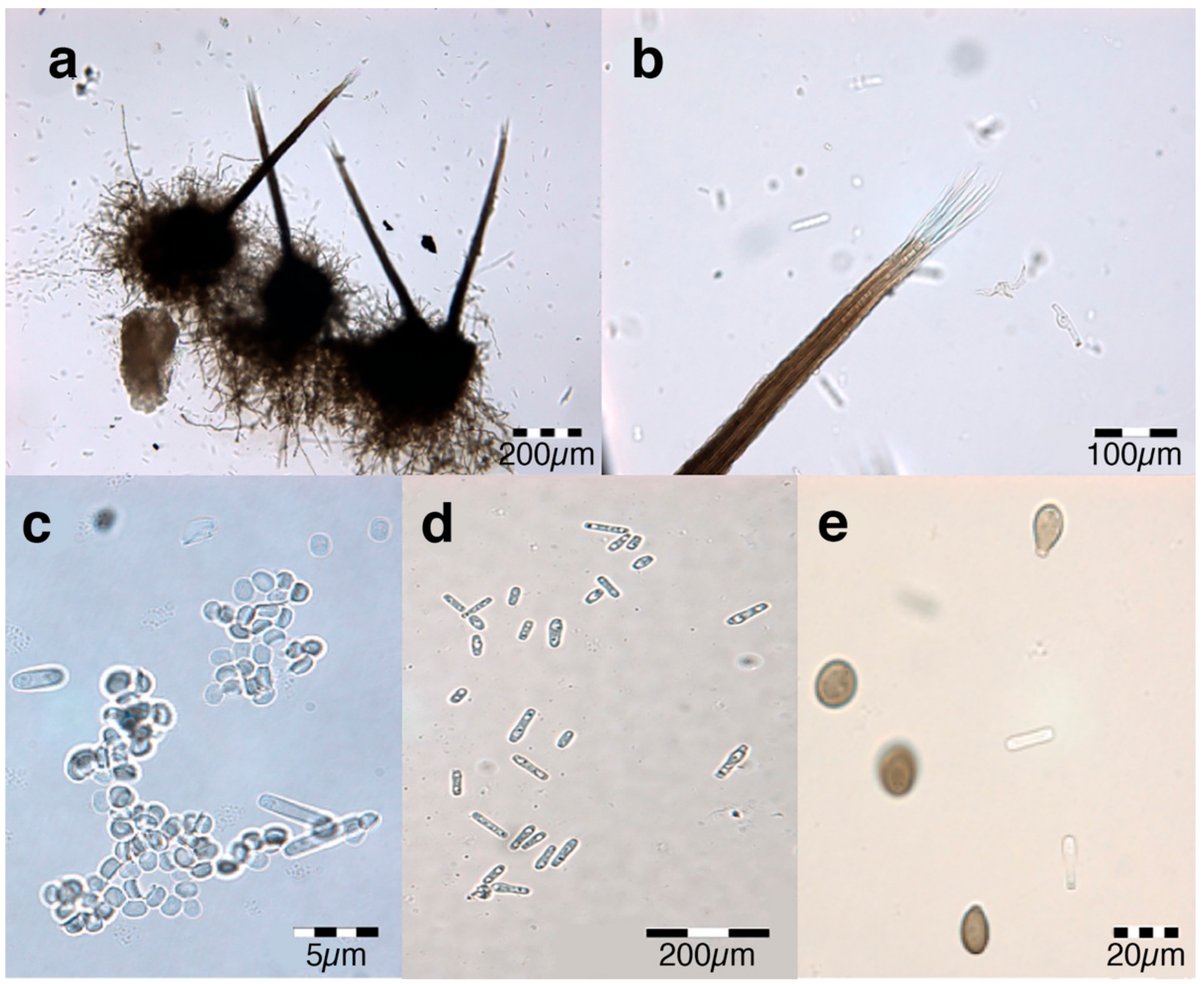 Forests 12 01782 g002 Forests 12 01782 g002