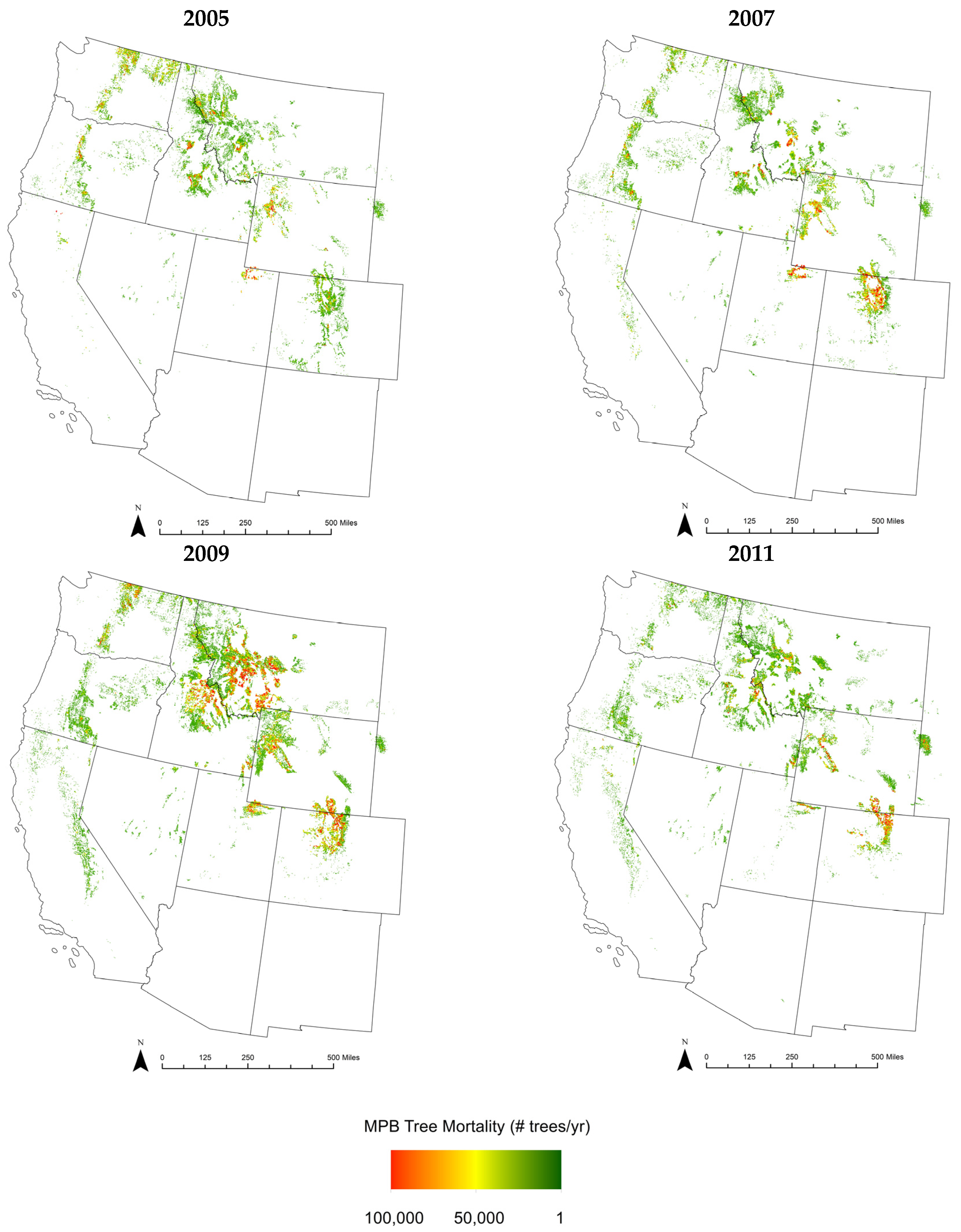 Tracking the Lost Conifer, Western White Pine