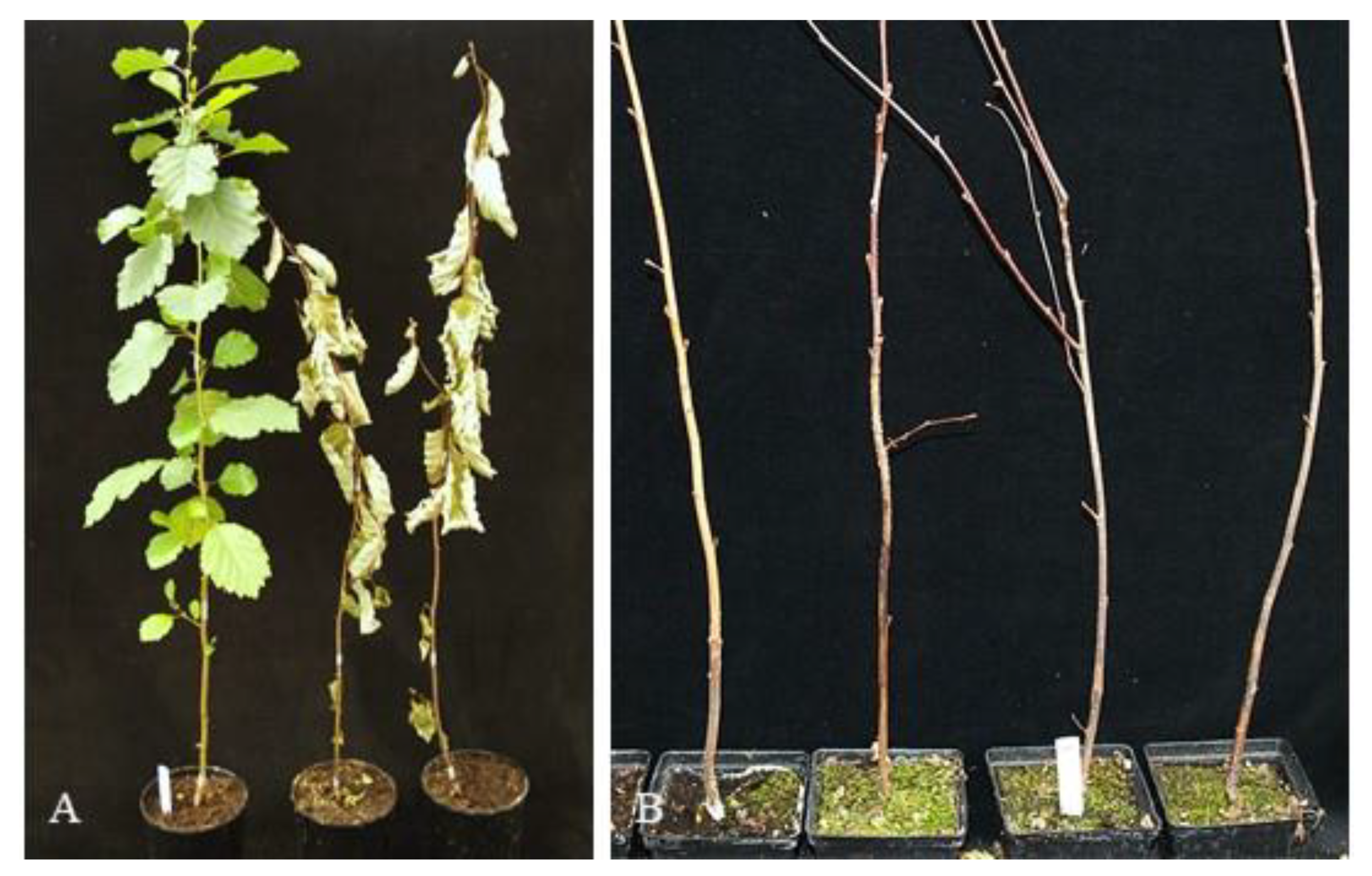 Forests 13 00020 g003 Forests 13 00020 g003