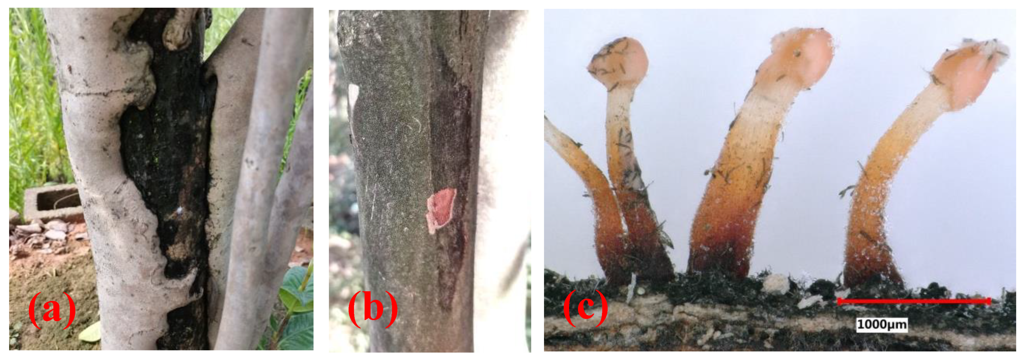 Forests 13 00029 g001 550