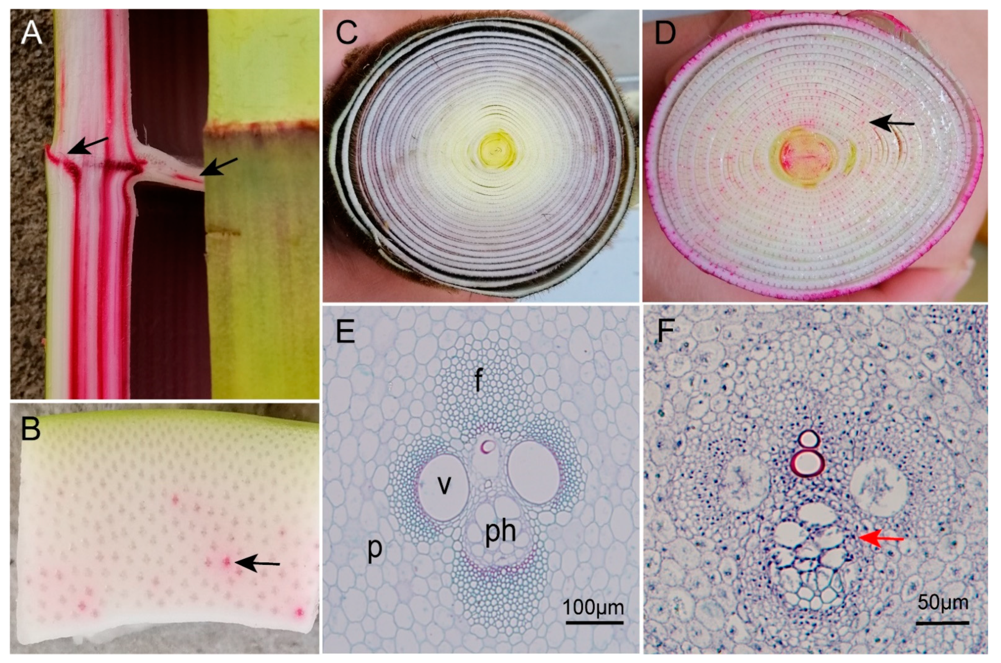 Forests 13 00031 g004 Forests 13 00031 g004